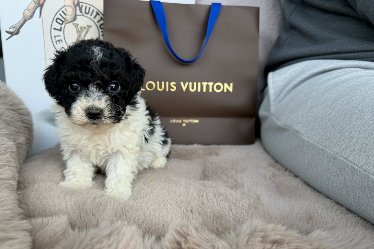 “Elle” Female Toy Poodle Puppy image 3