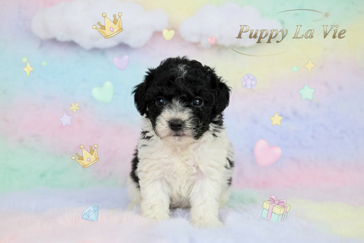 “Elle” Female Toy Poodle Puppy image 1