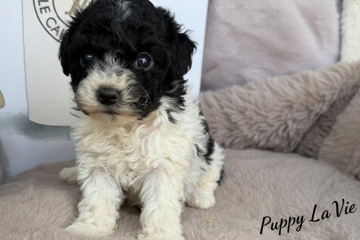 “Elle” Female Toy Poodle Puppy image 2