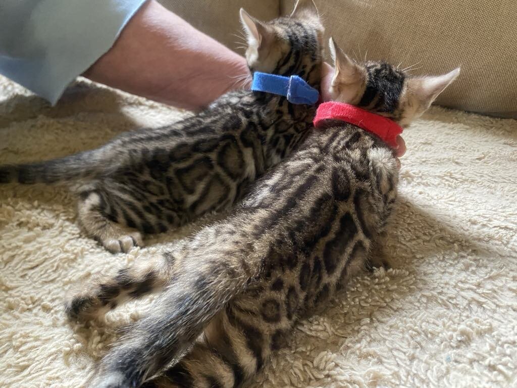 Bengal Kittens image 1