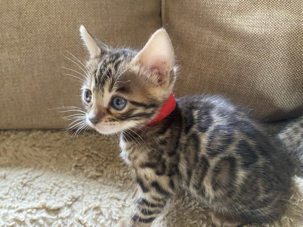 Bengal Kittens image 3