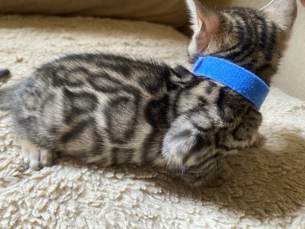 Bengal Kittens image 2