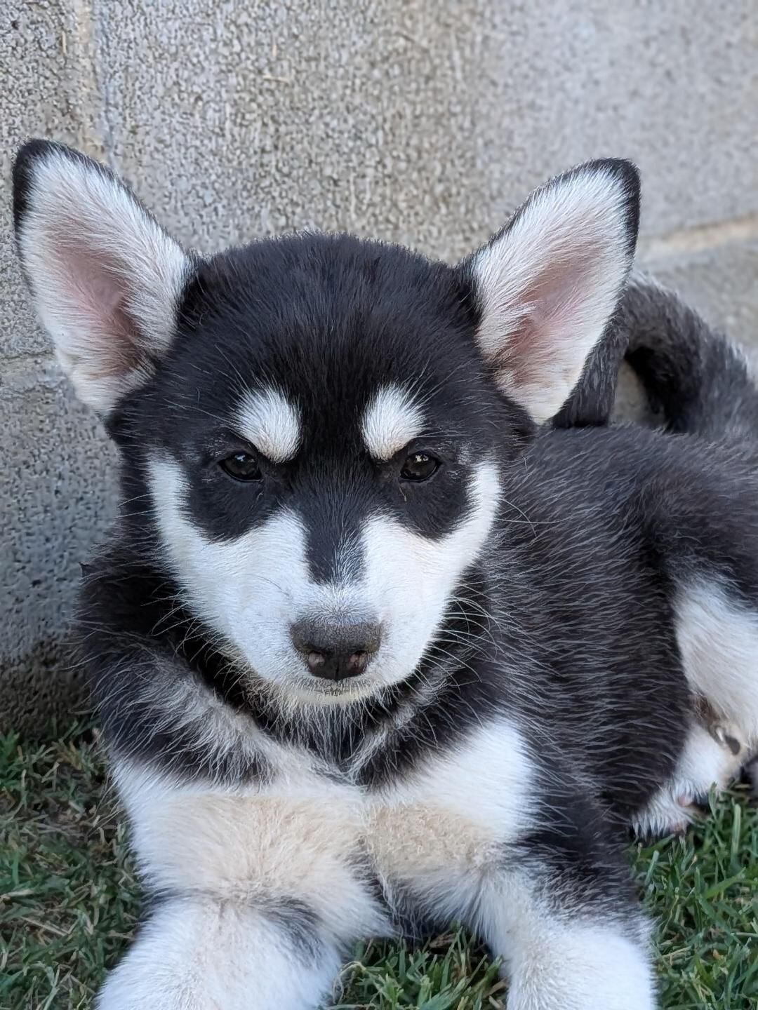 Pure-Bred Husky's (9 weeks old) image 2