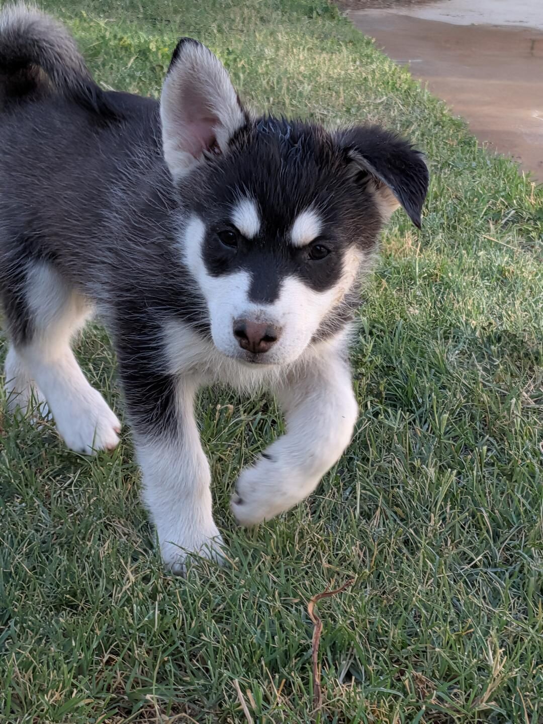 Pure-Bred Husky's (9 weeks old) image 3