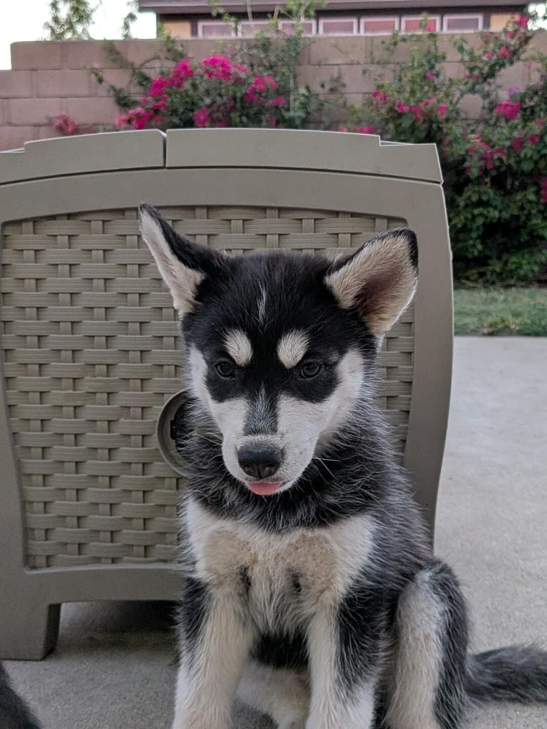 Pure-Bred Husky's (9 weeks old) image 1