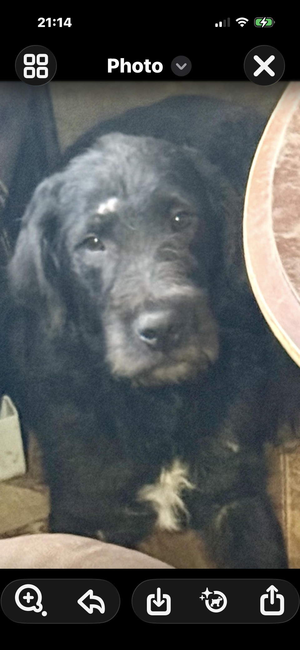 Golden Doodle image 2