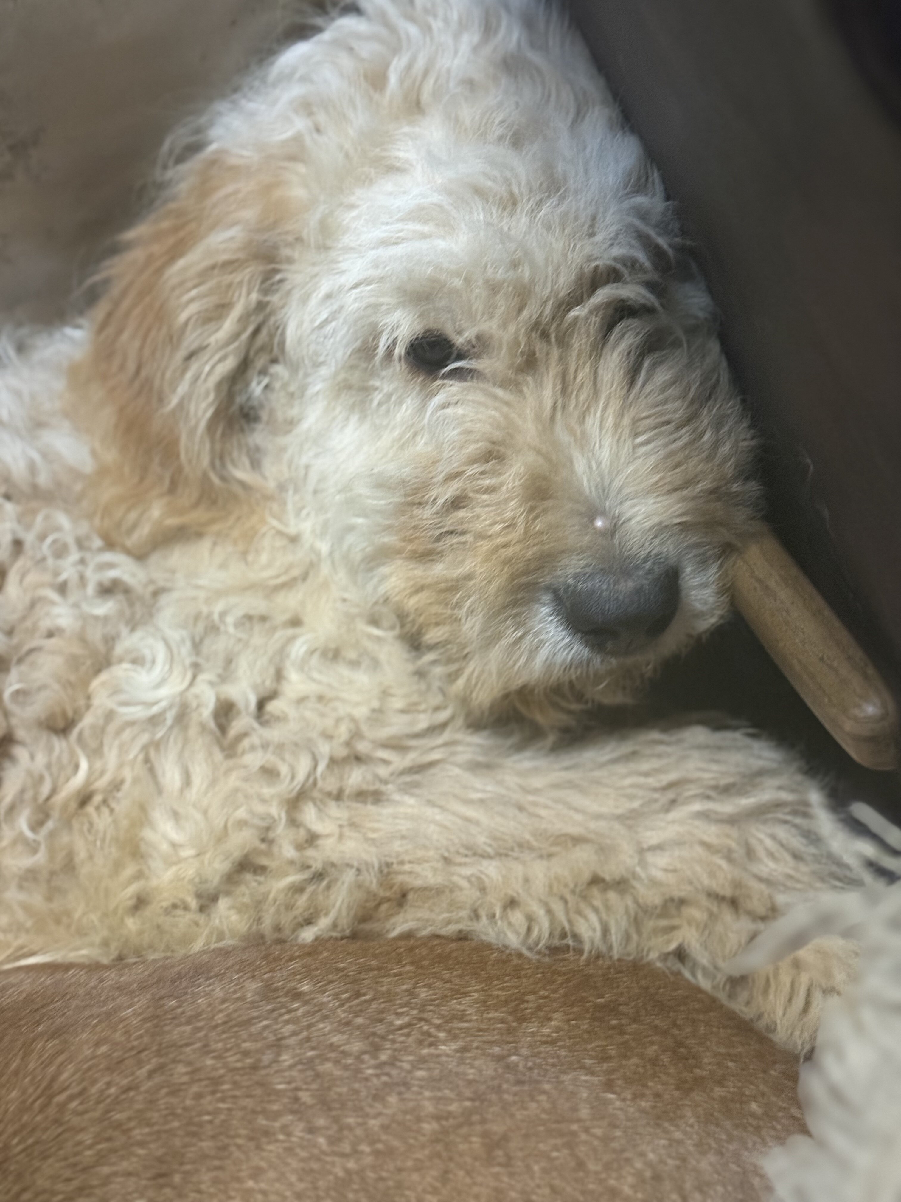 Golden Doodle image 1