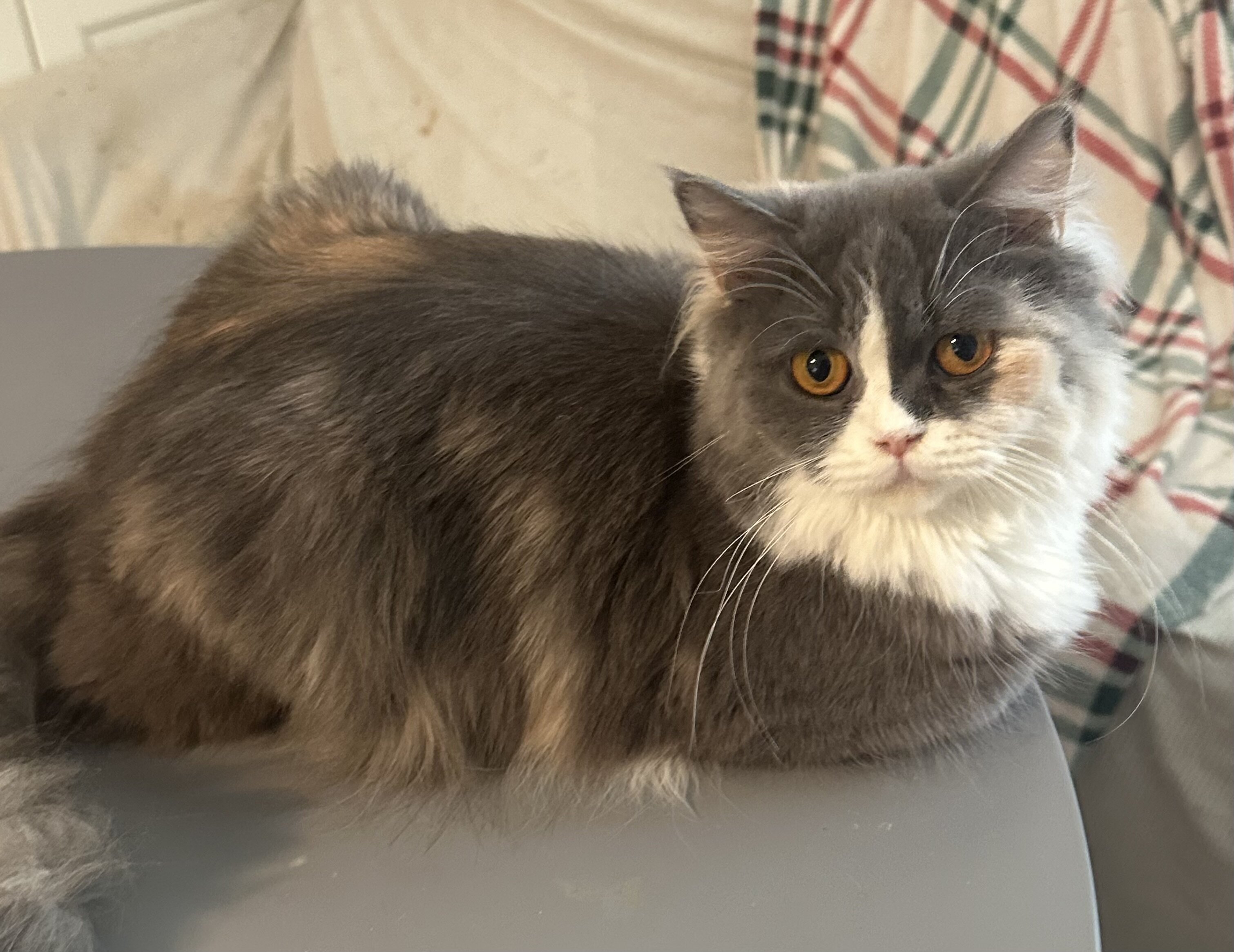 Selkirk Rex Cats and Kittens for Sale image 6