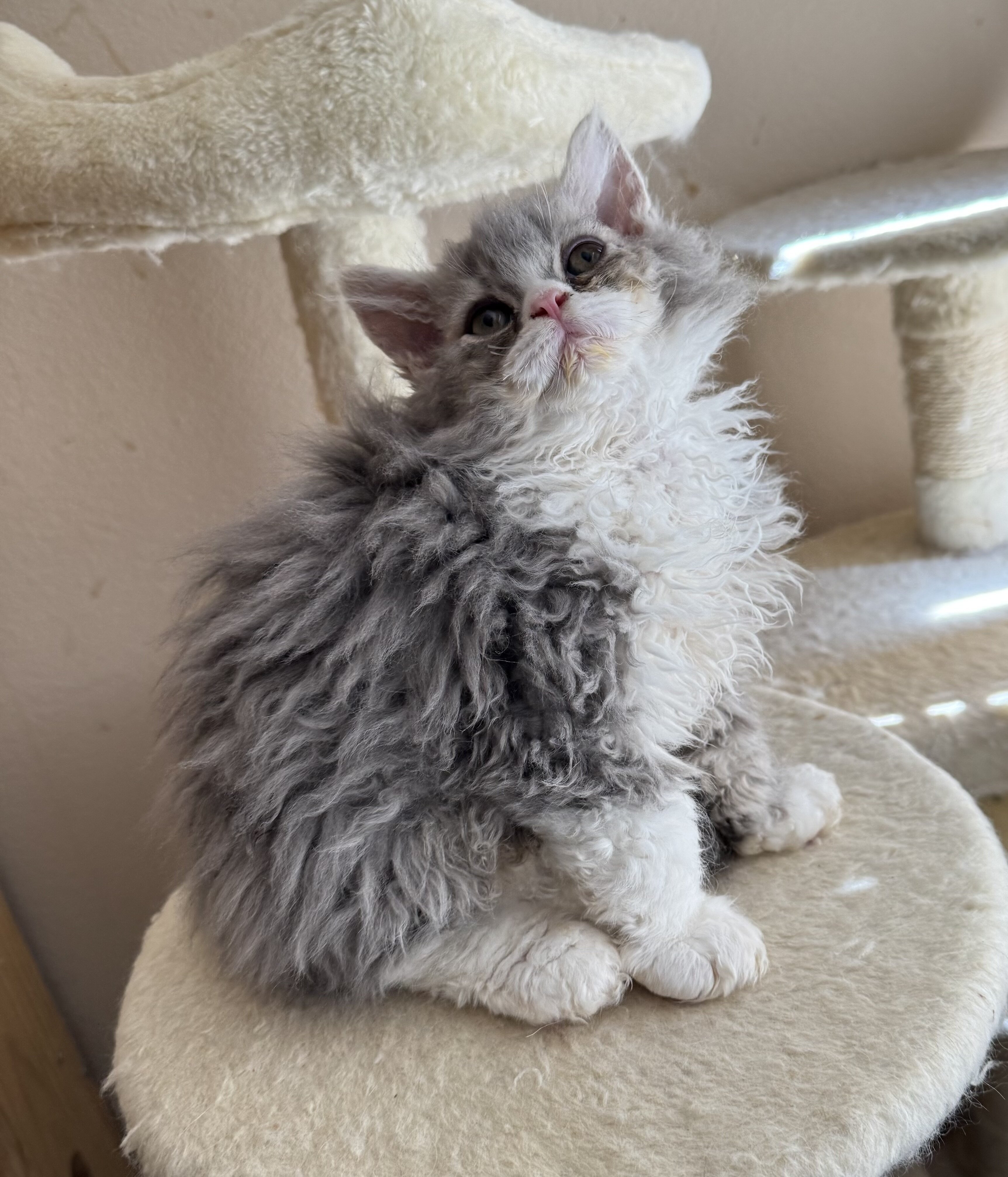 Selkirk Rex Cats and Kittens for Sale image 1