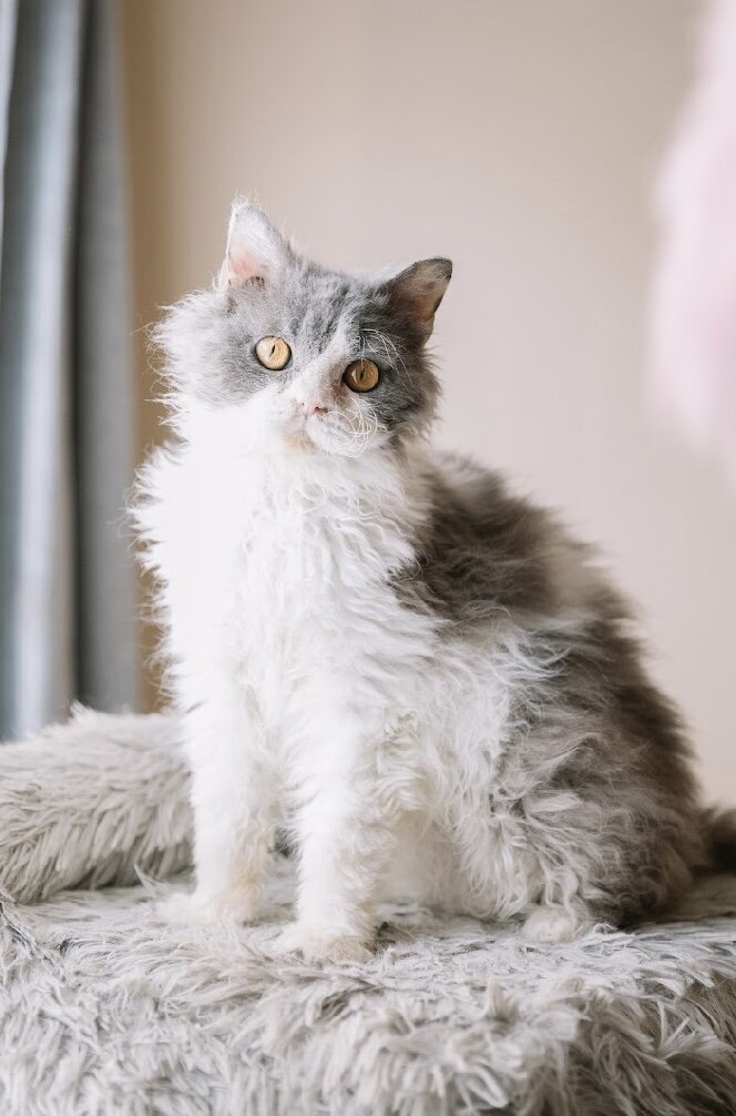 Selkirk Rex Cats and Kittens for Sale image 9