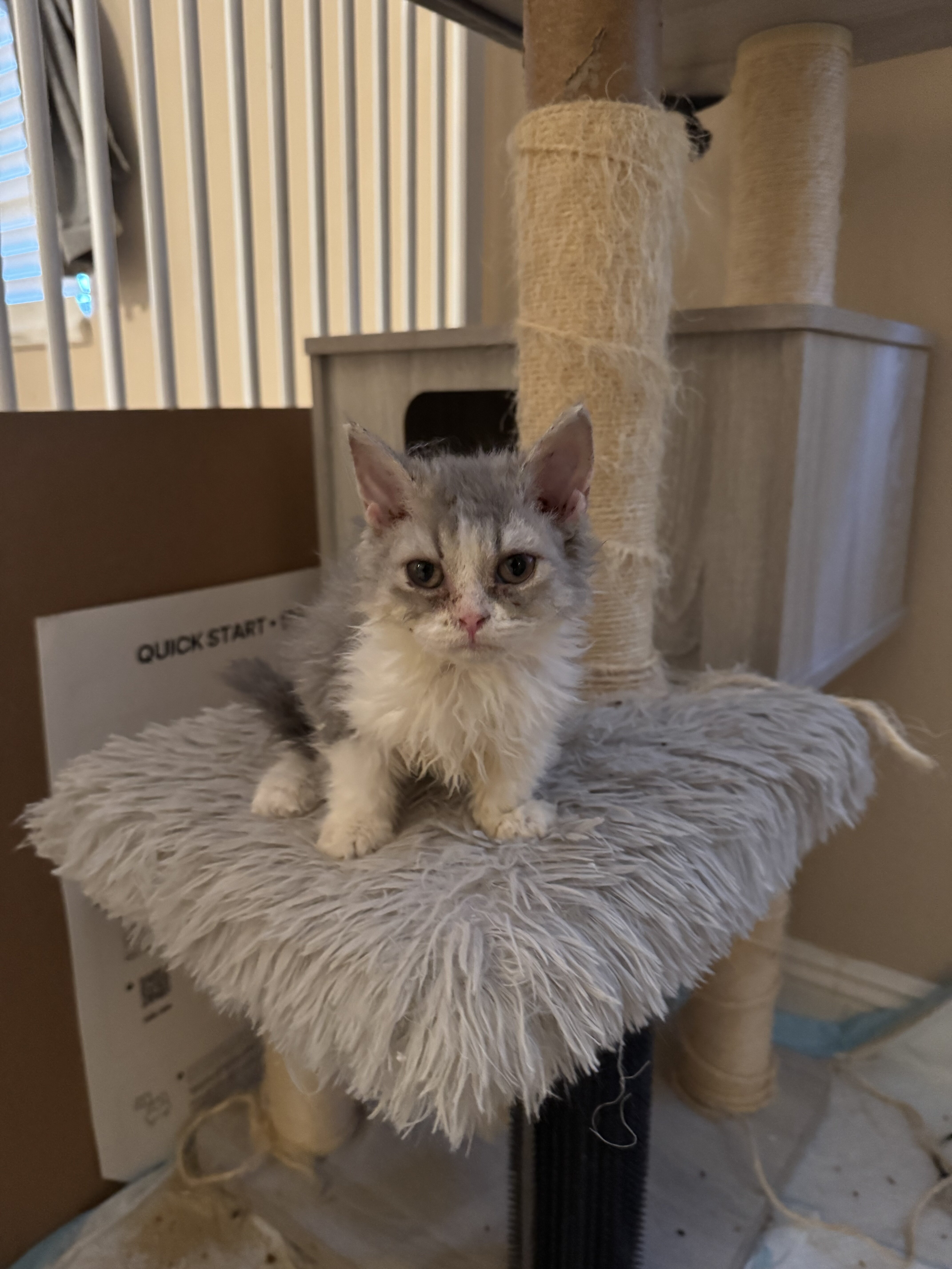 Selkirk Rex Cats and Kittens for Sale image 8