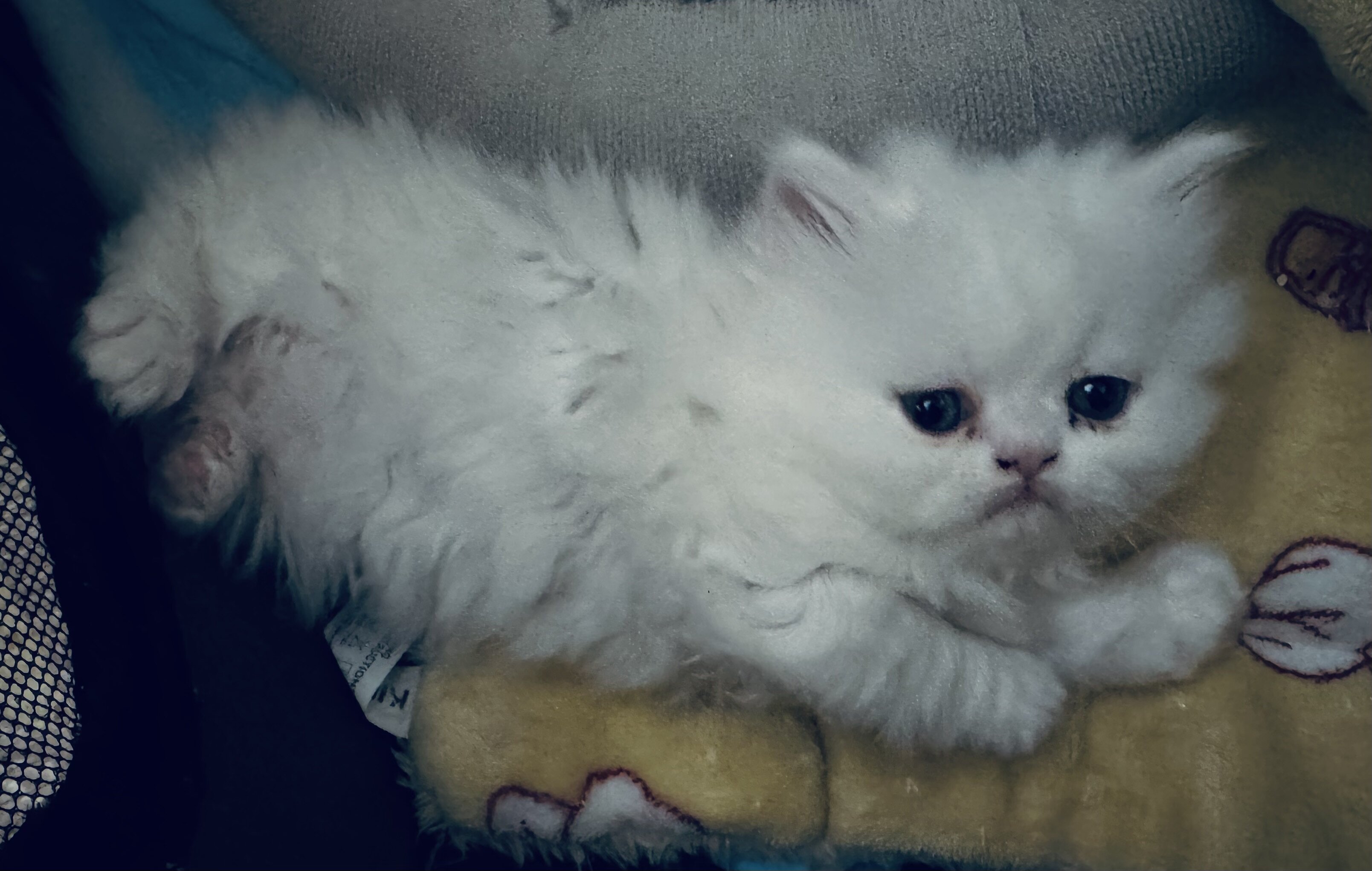 Selkirk Rex Cats and Kittens for Sale image 3