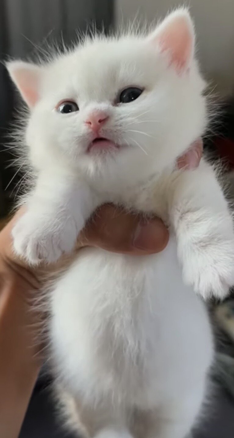 Selkirk Rex Cats and Kittens for Sale image 2