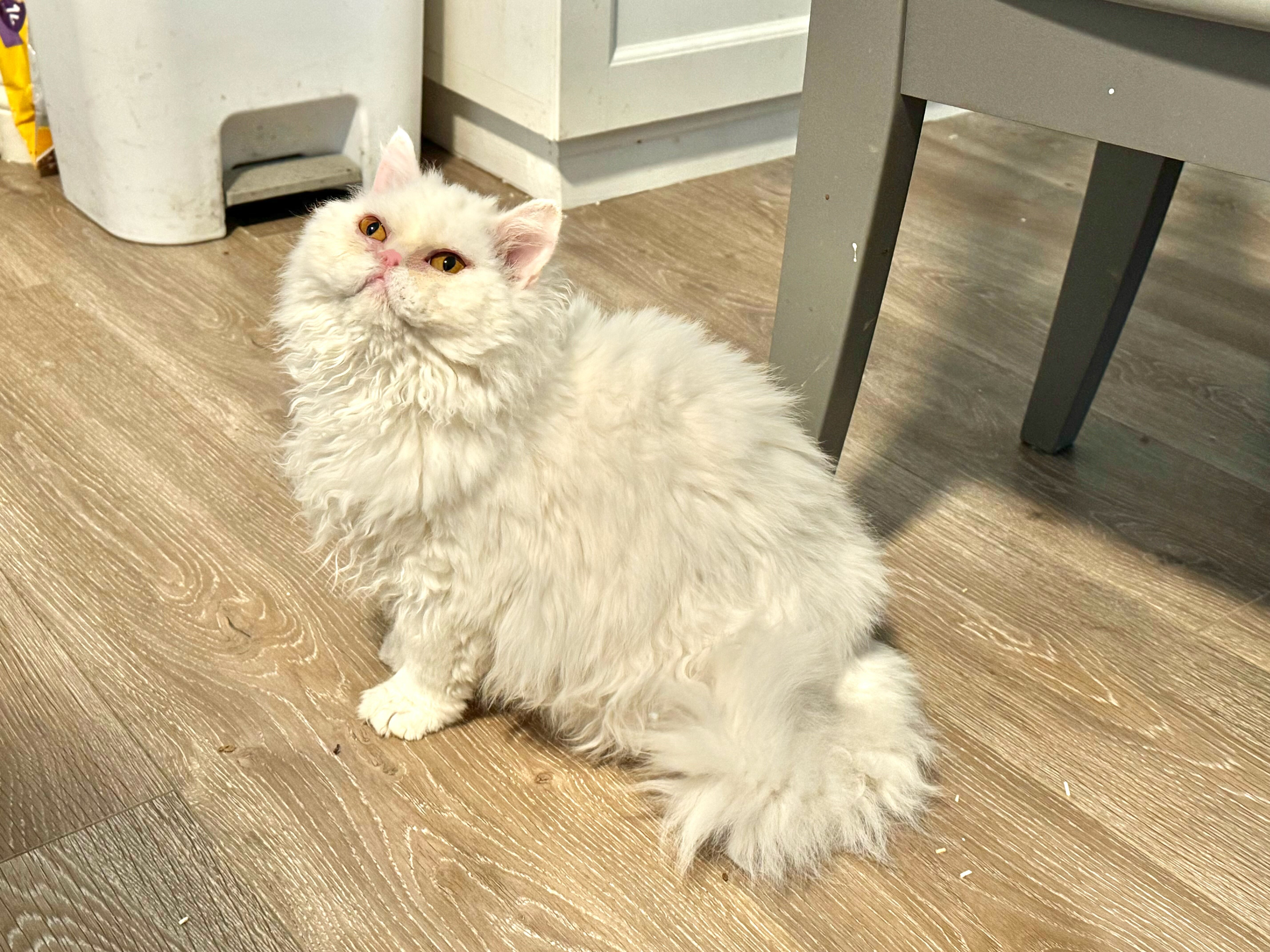 Selkirk Rex Cats and Kittens for Sale image 5