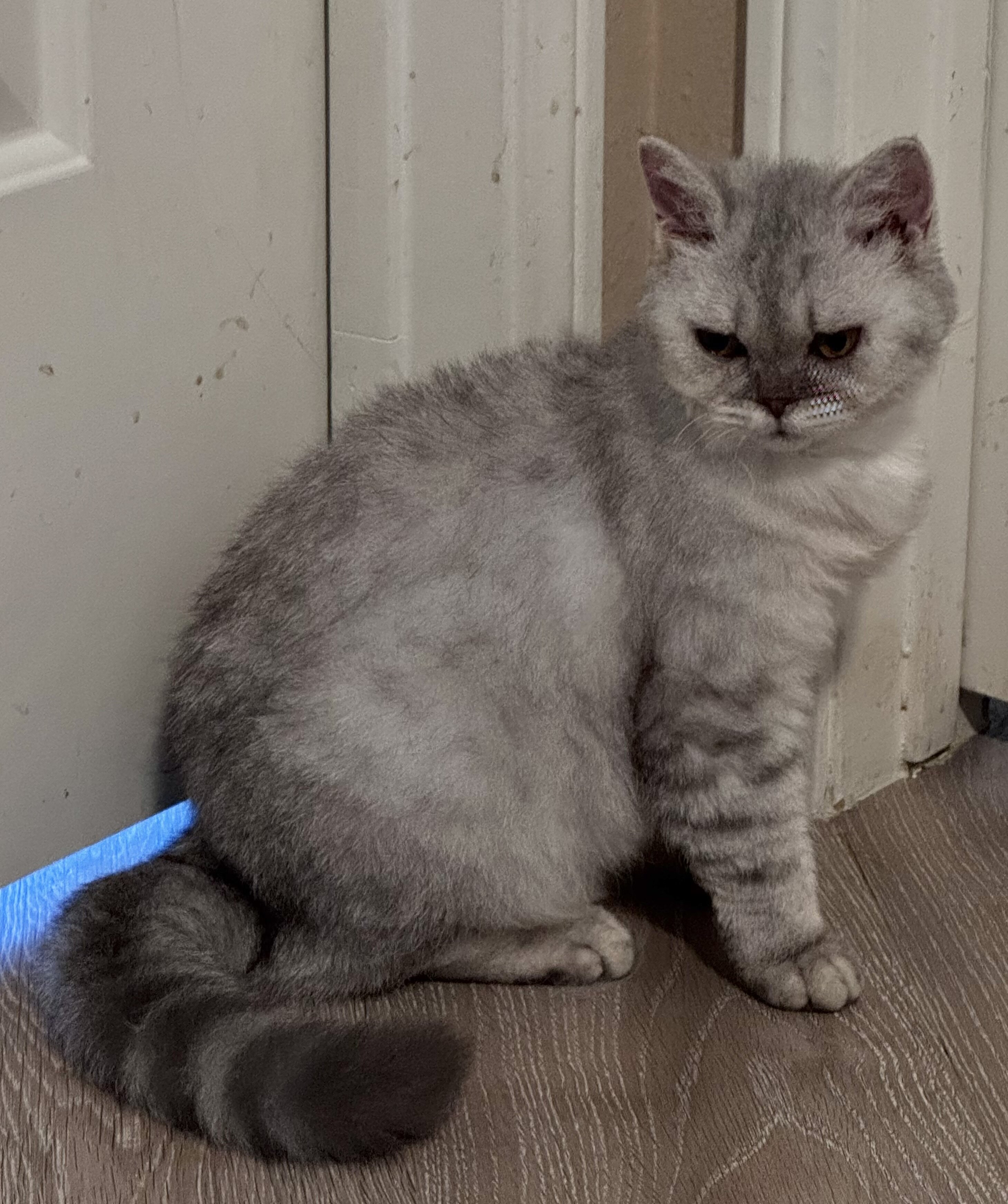 Selkirk Rex Cats and Kittens for Sale image 7