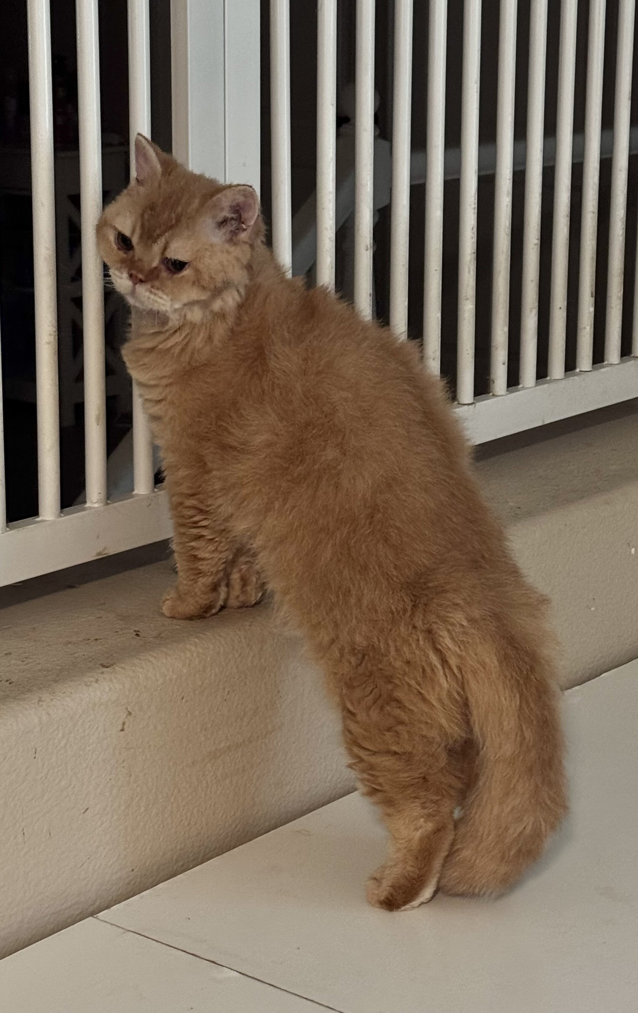 Selkirk Rex Cats and Kittens for Sale image 4
