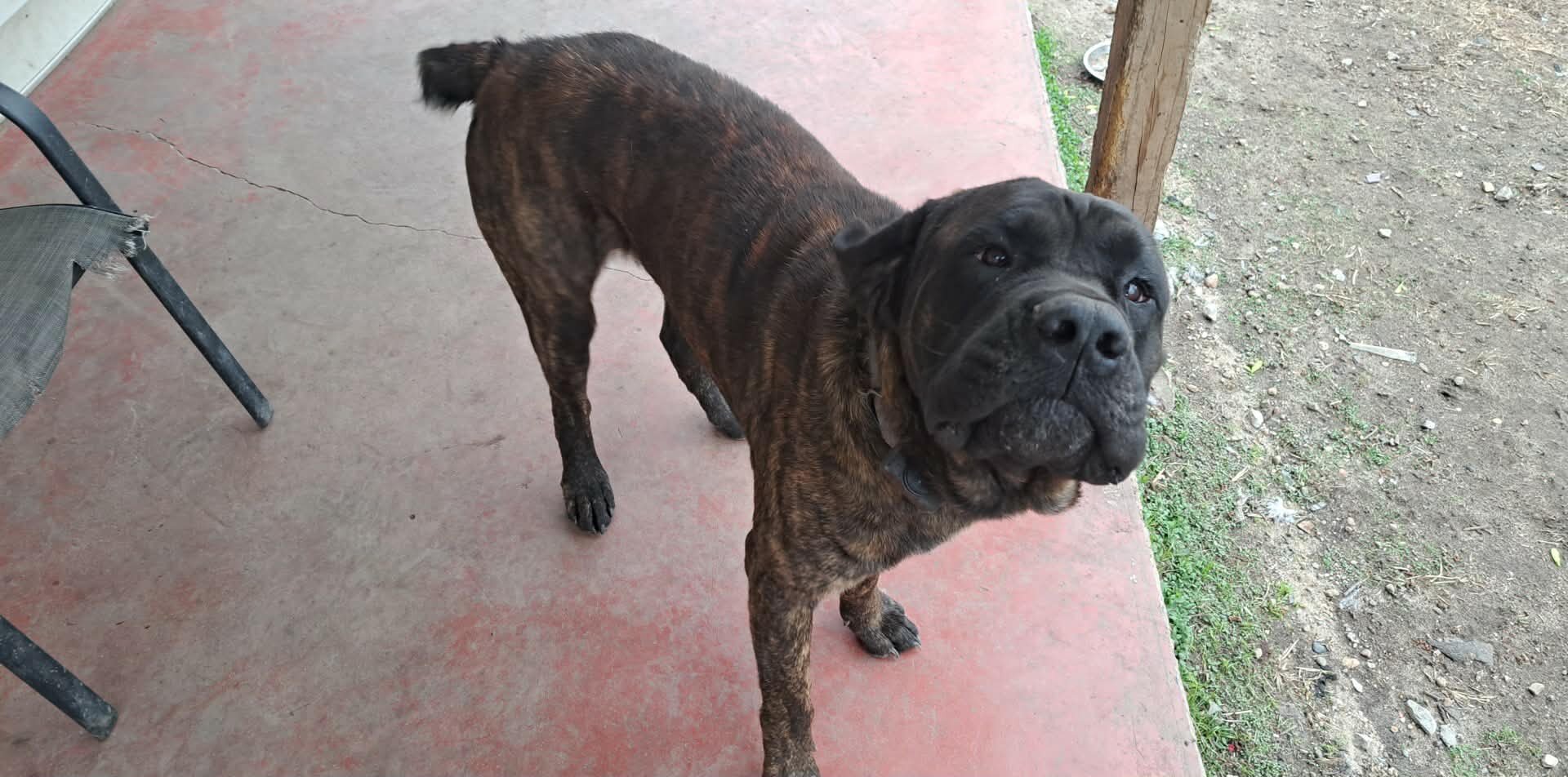Mastiff puppies image 1