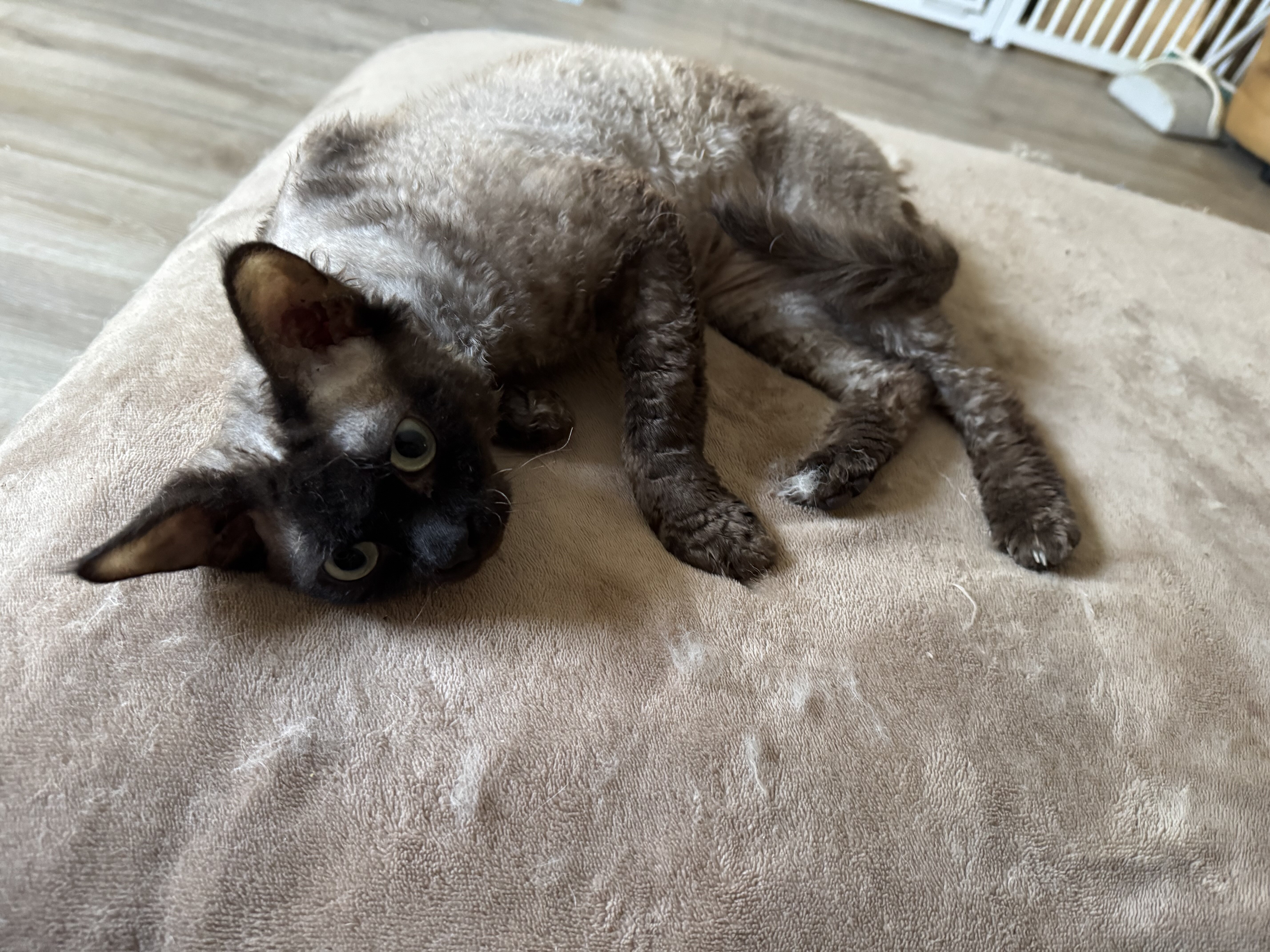 Purebred Devon Rex cats image 3