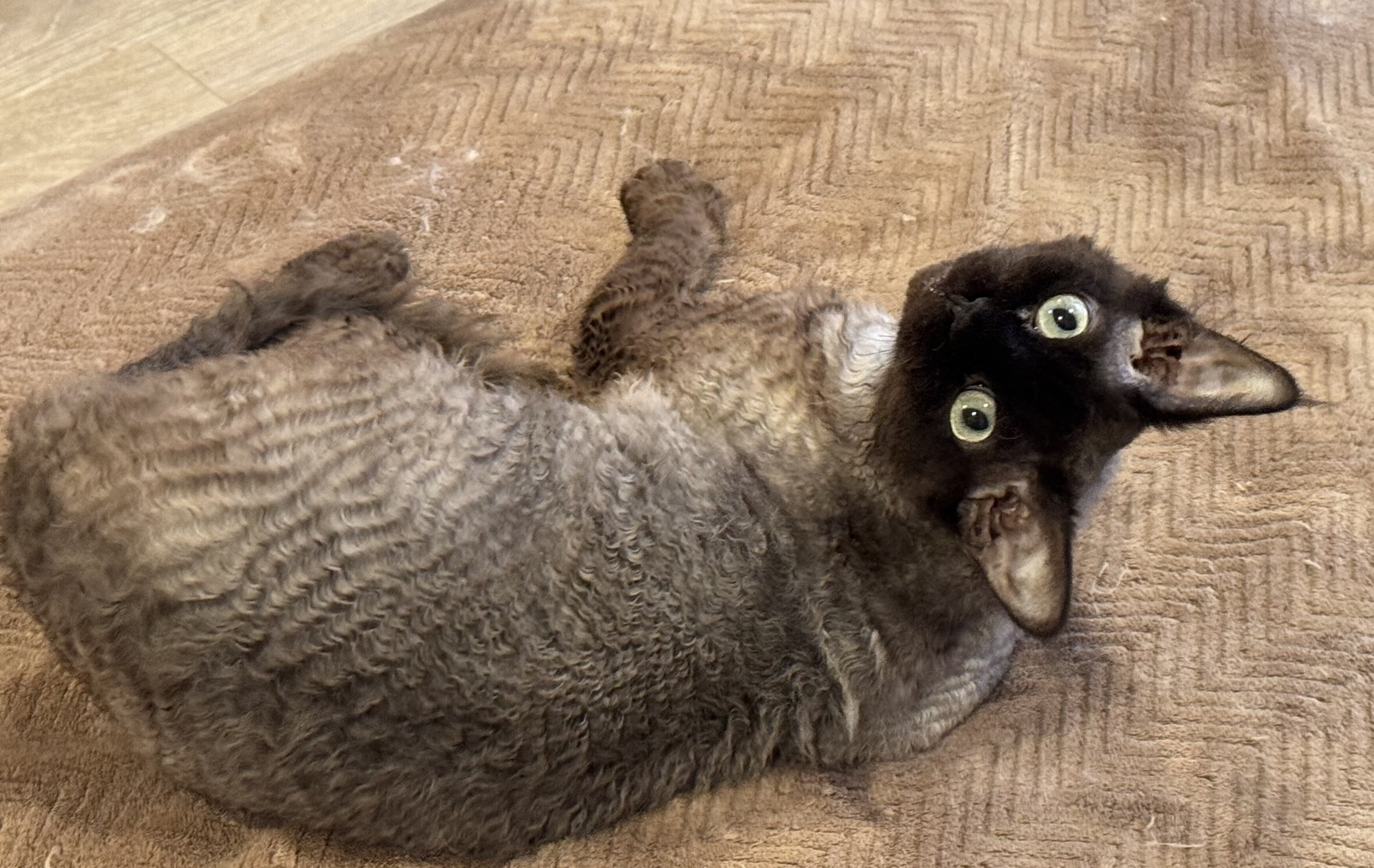 Purebred Devon Rex cats image 1