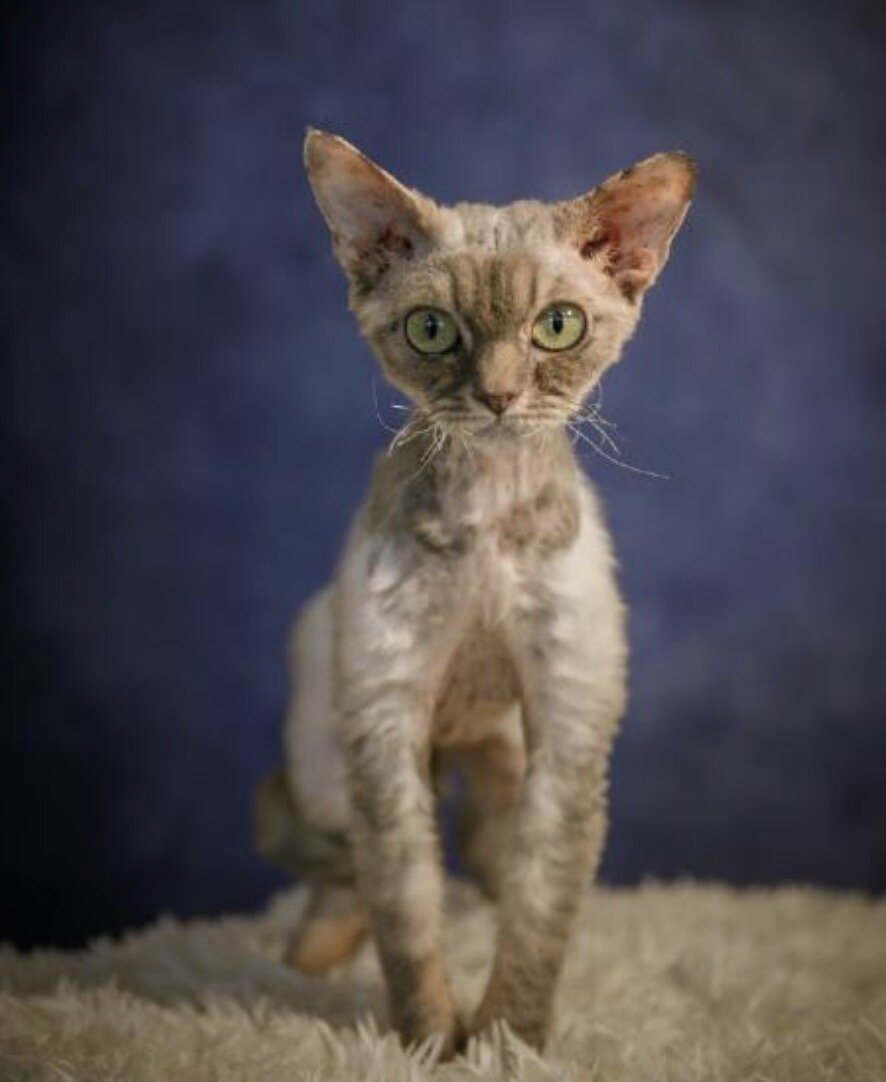 Purebred Devon Rex cats image 2