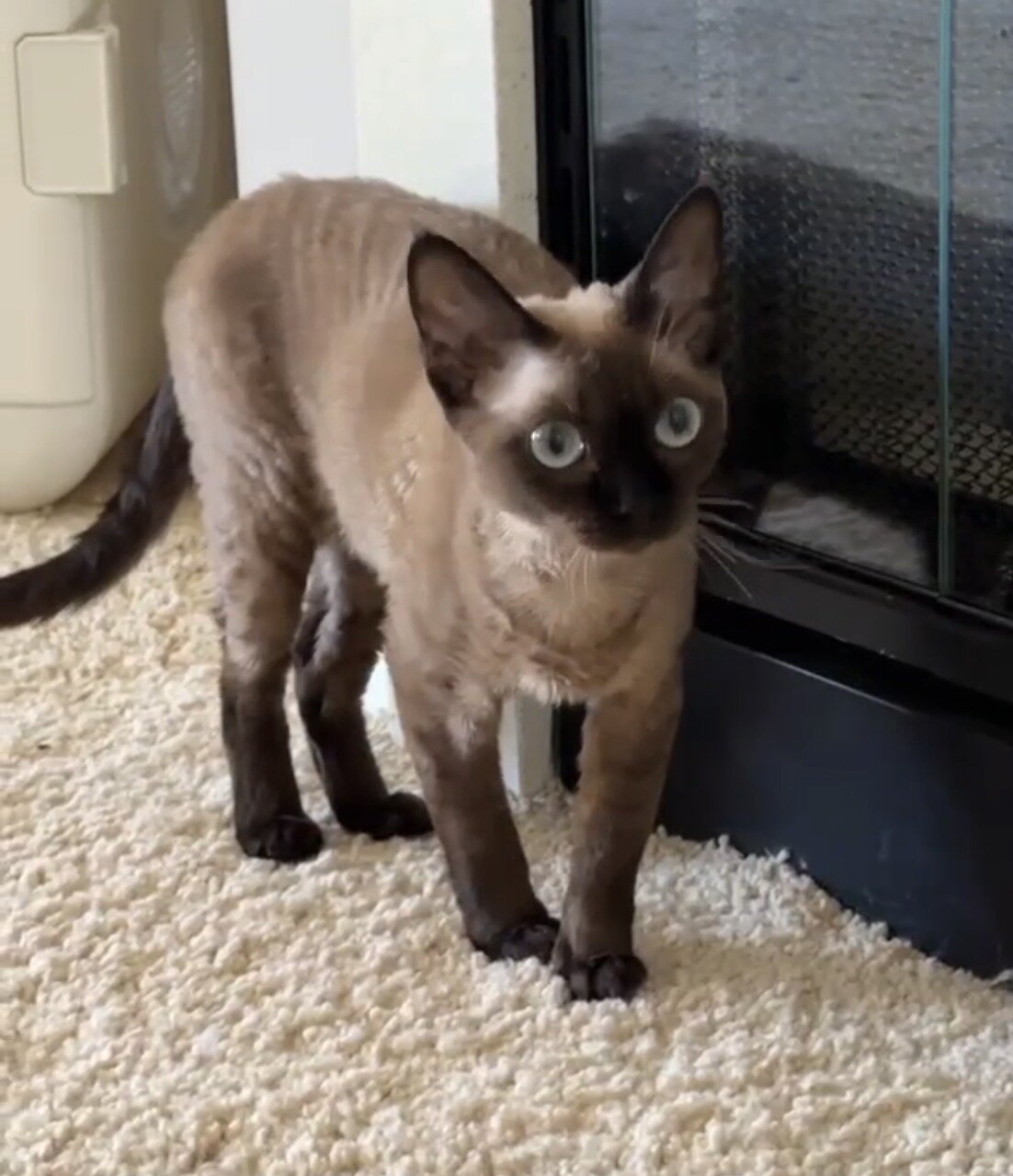 Purebred Devon Rex cats image 4