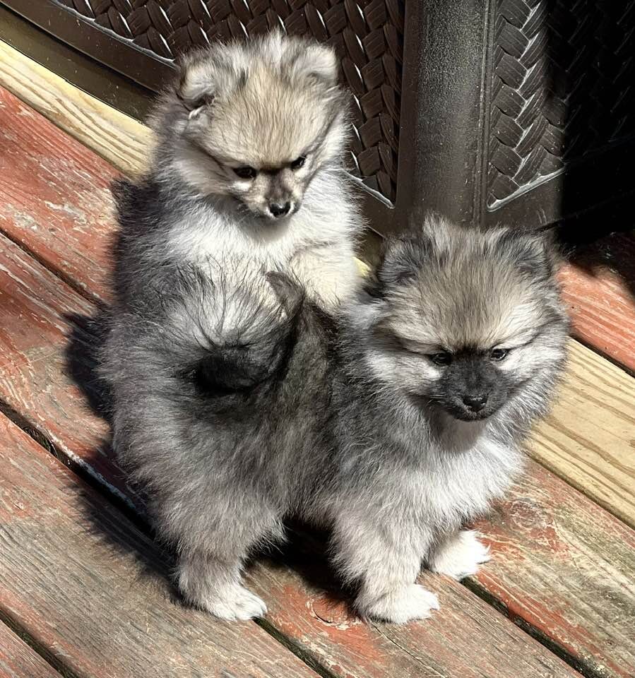 1 Female Pomeranian Puppy image 3
