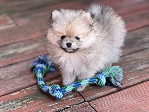 1 Female Pomeranian Puppy image 2