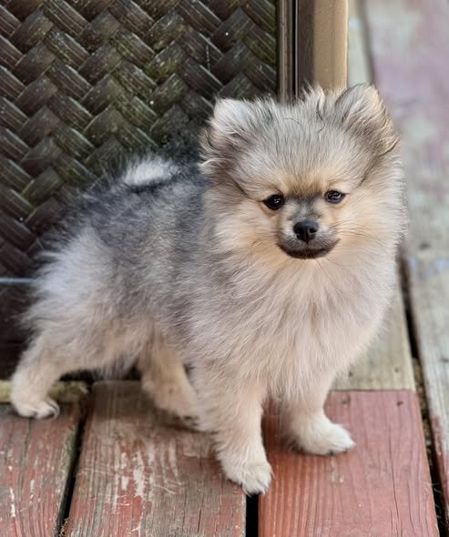 1 Female Pomeranian Puppy image 1
