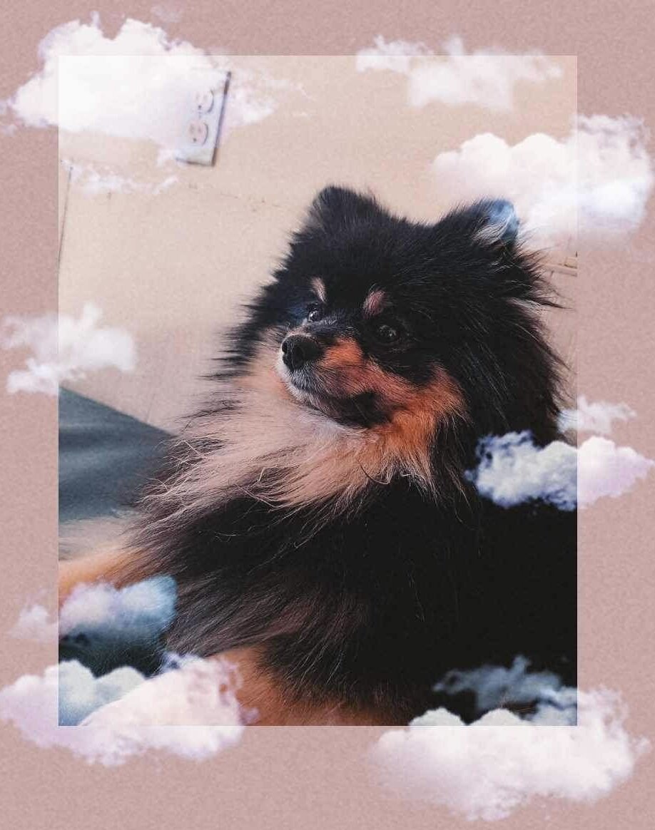 1 Female Pomeranian Puppy image 4