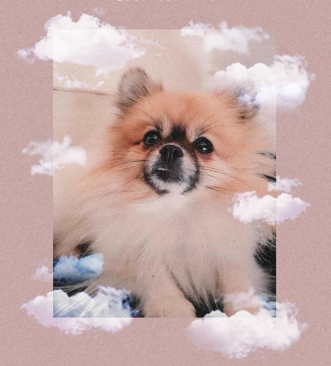 1 Female Pomeranian Puppy image 5