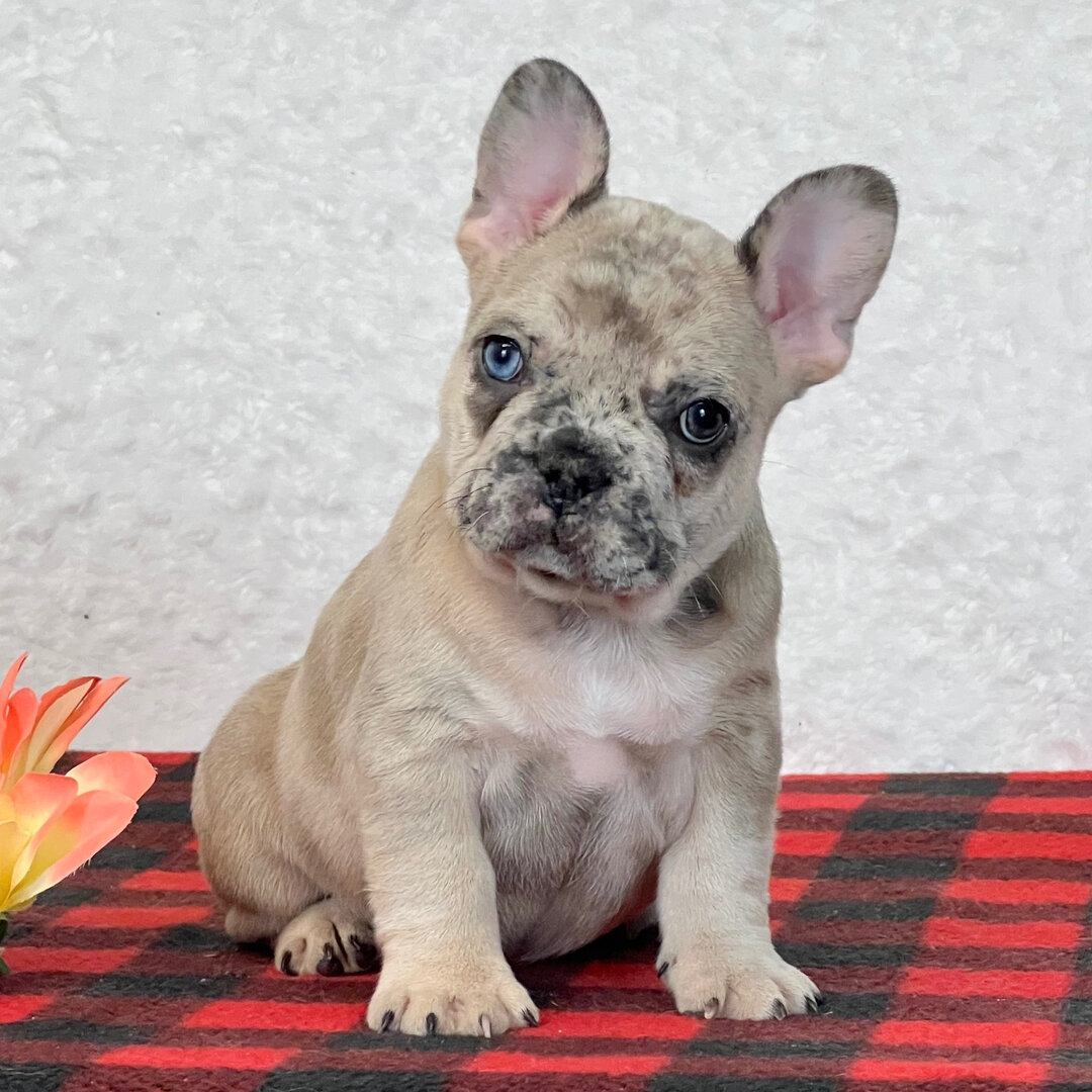 French Bulldog Puppies image 1
