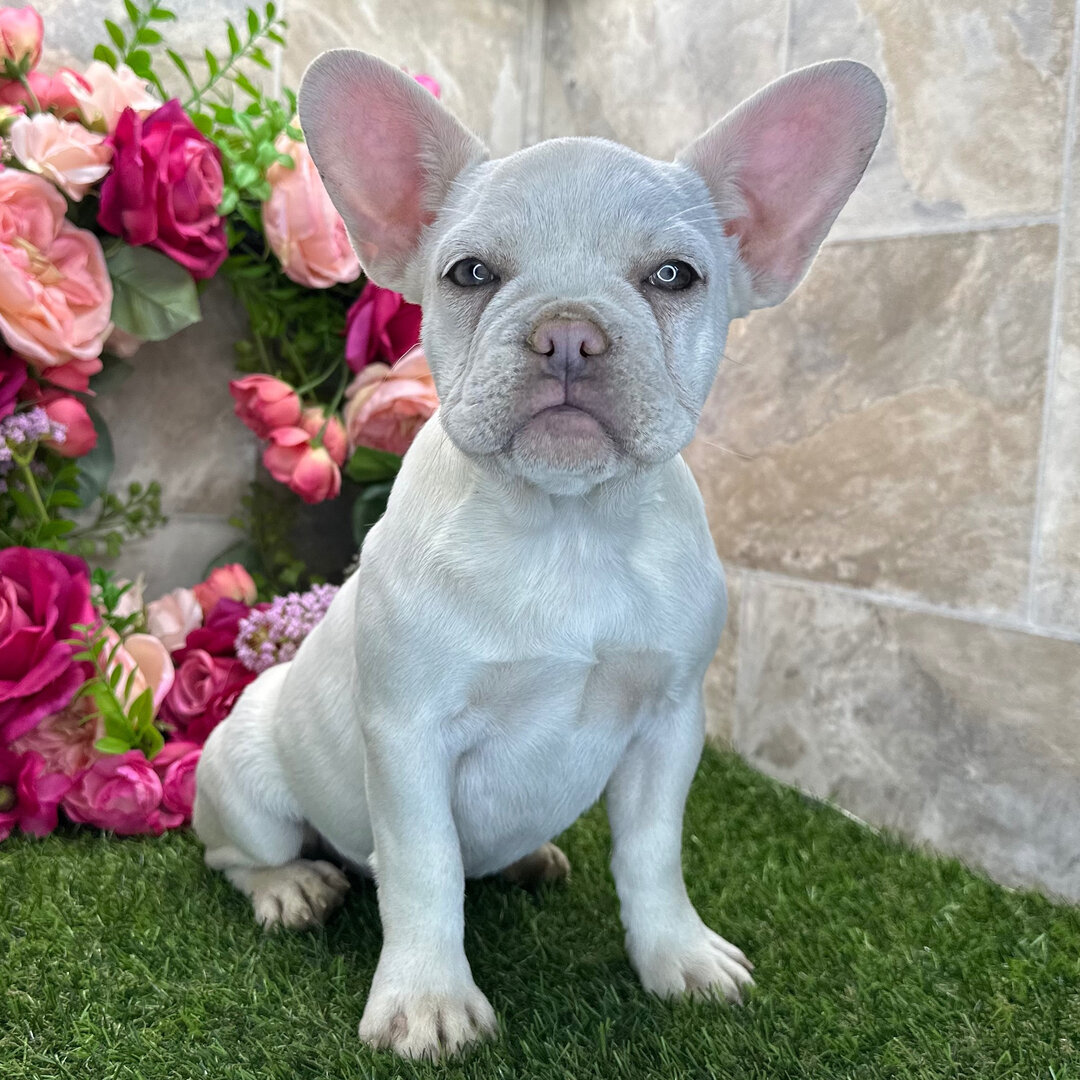 French Bulldog Puppies image 4