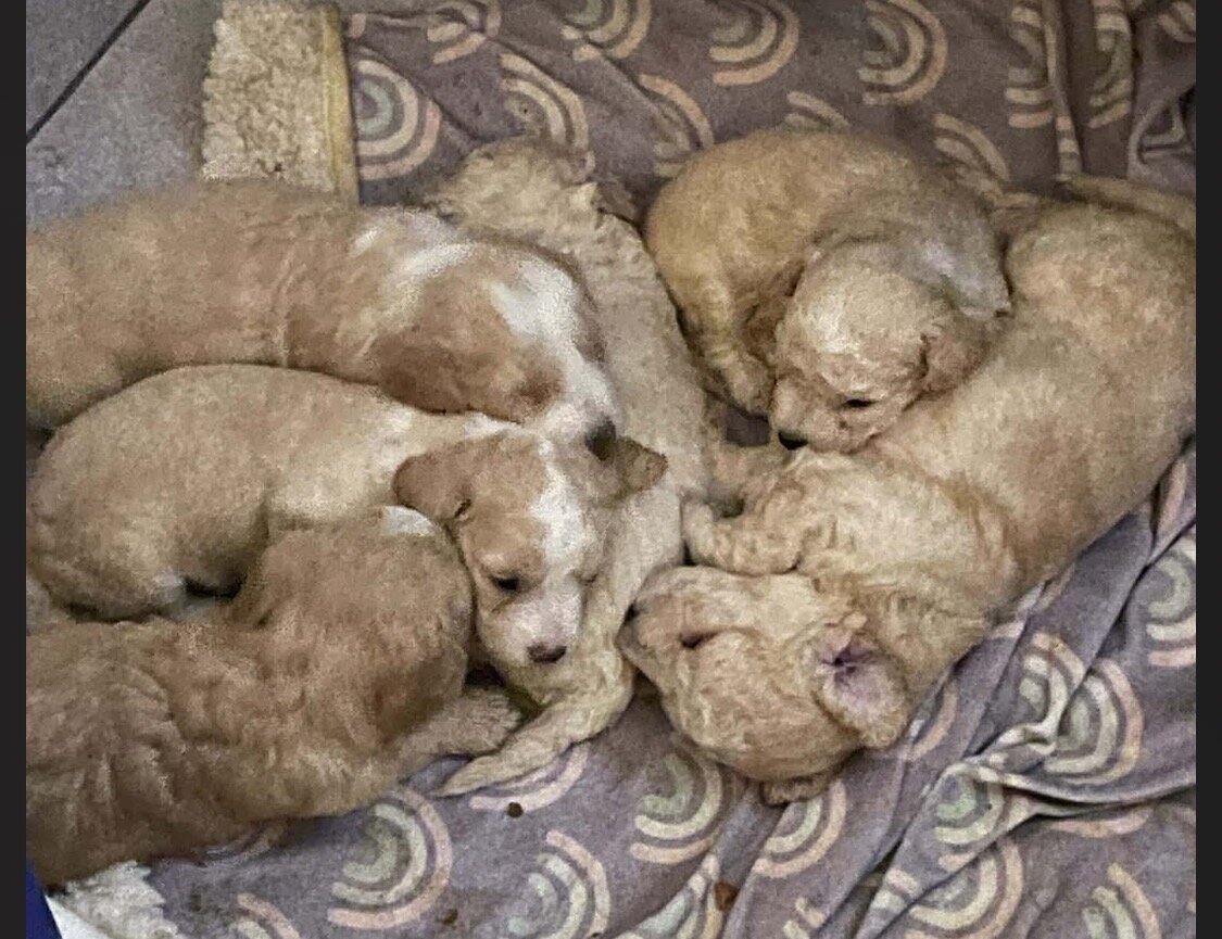 Poodles puppies image 1