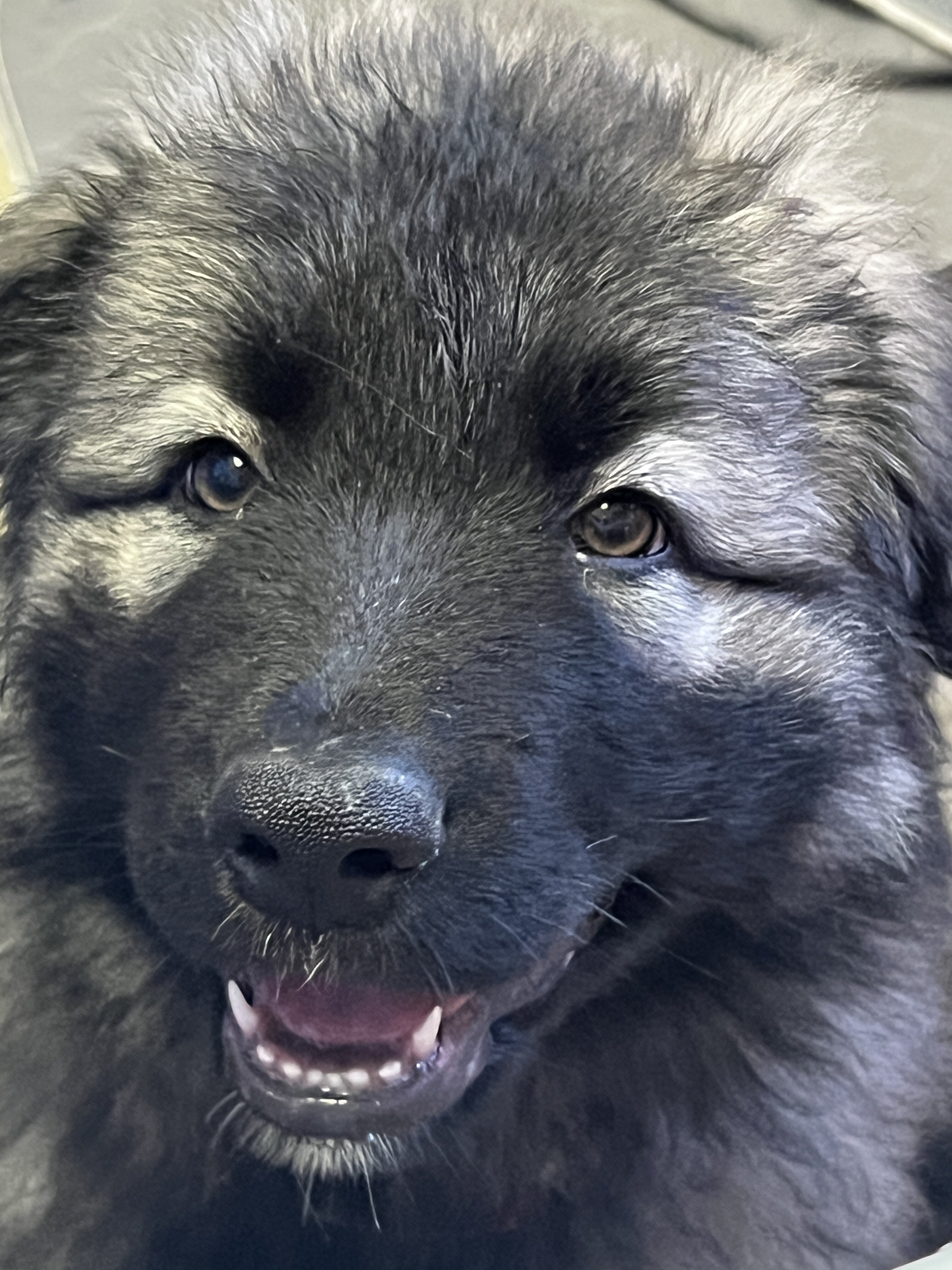 Shiloh Shepherds image 2