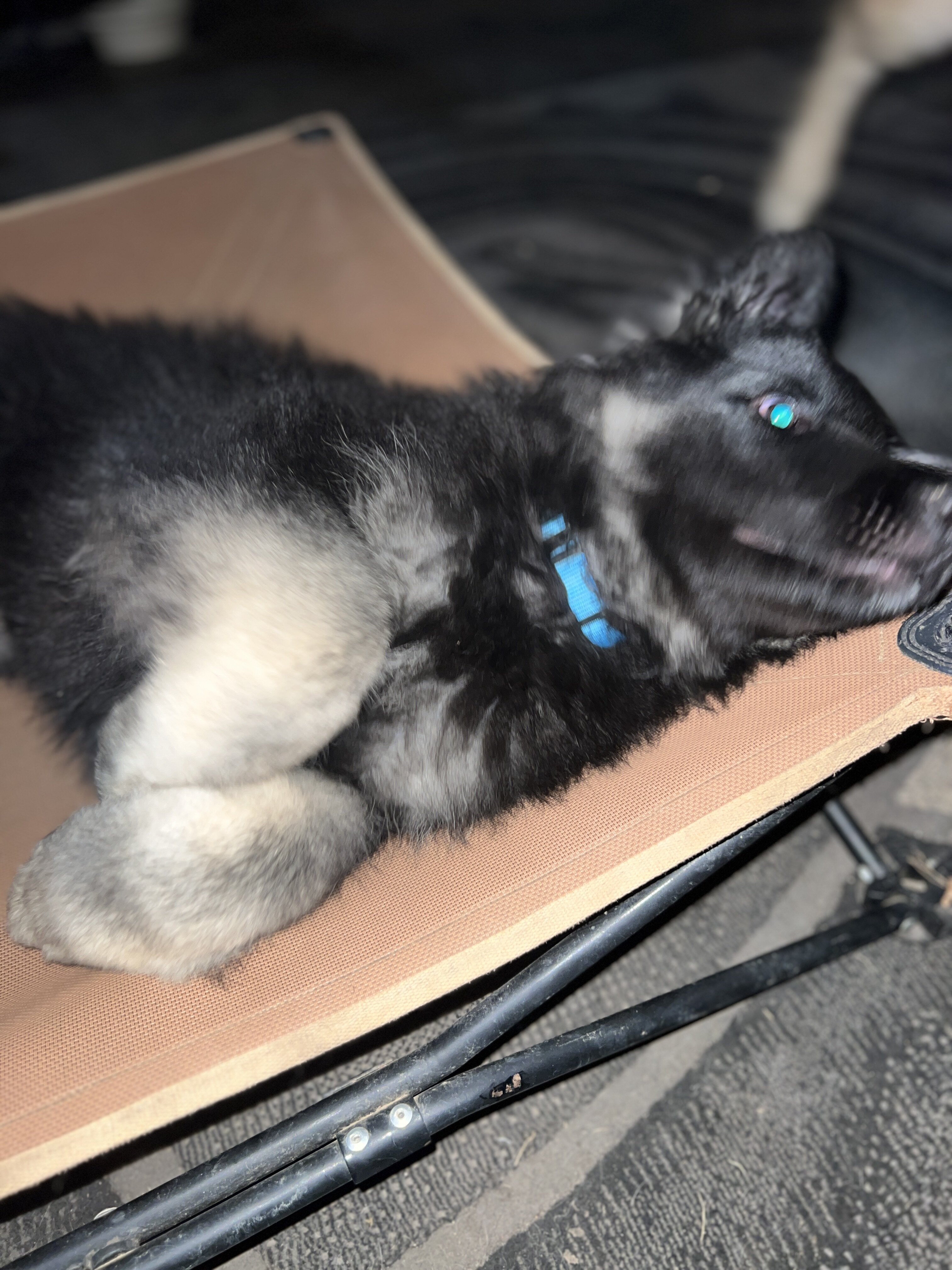Shiloh Shepherds image 8