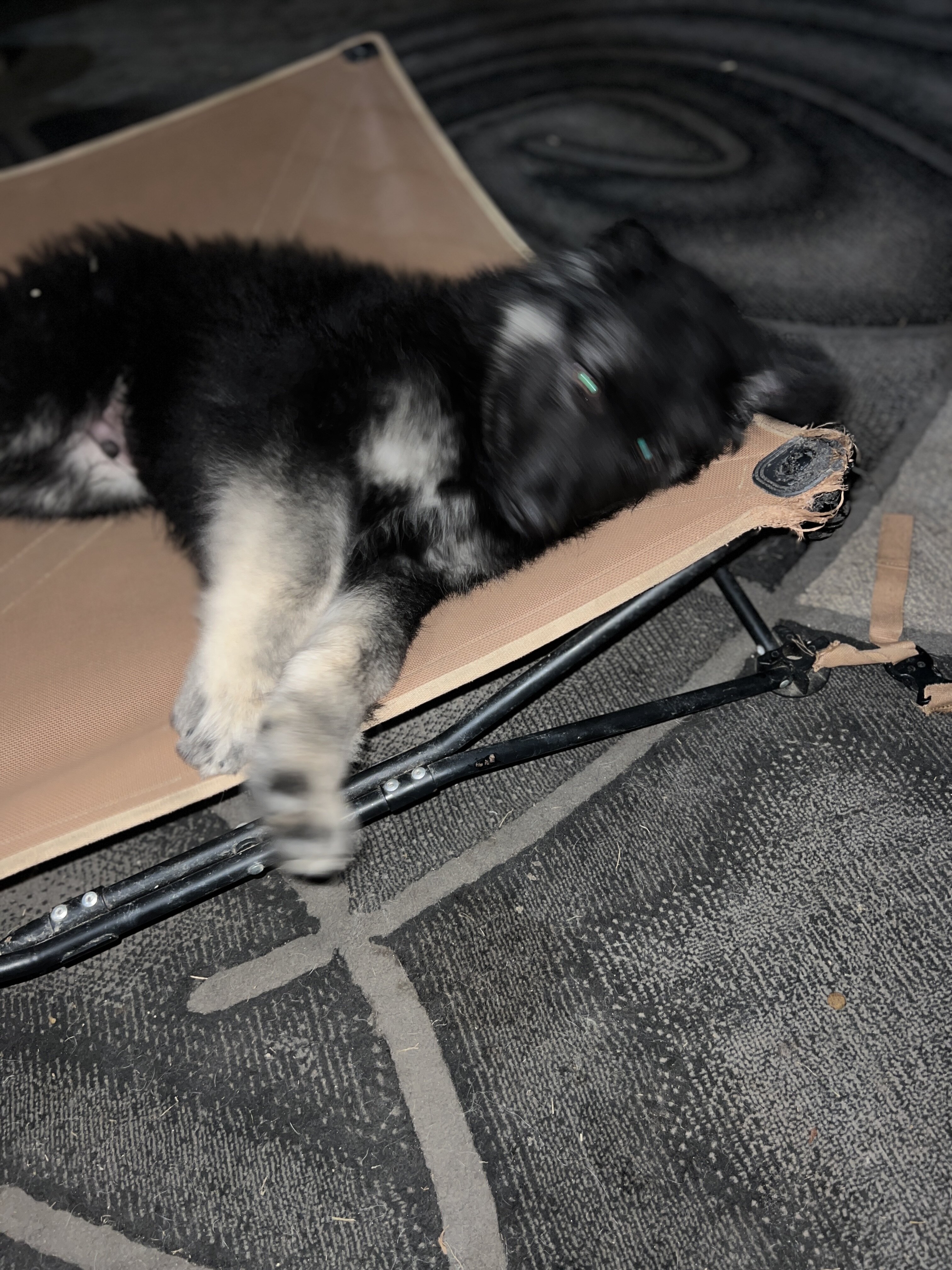 Shiloh Shepherds image 9