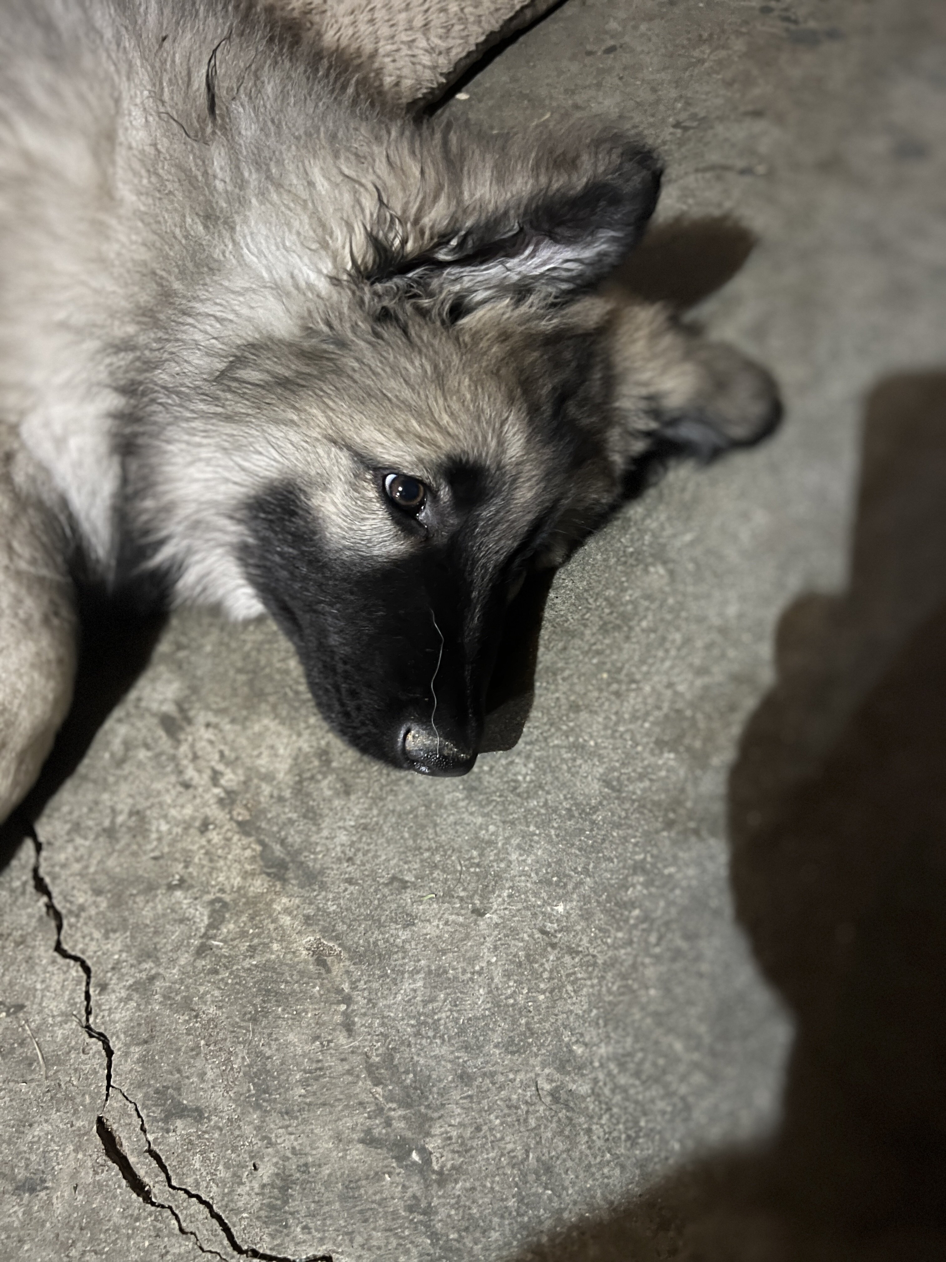 Shiloh Shepherds image 1