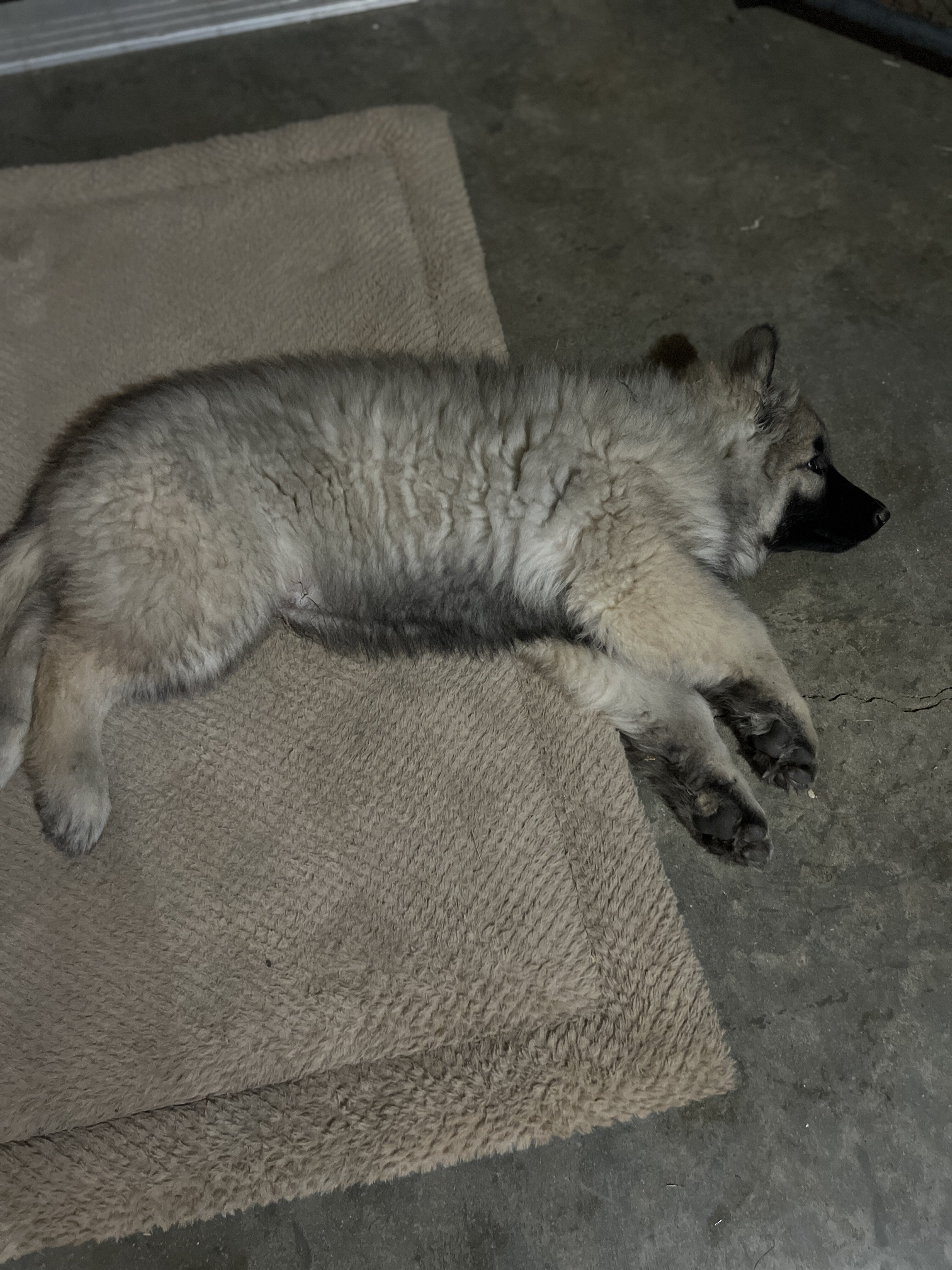 Shiloh Shepherds image 7