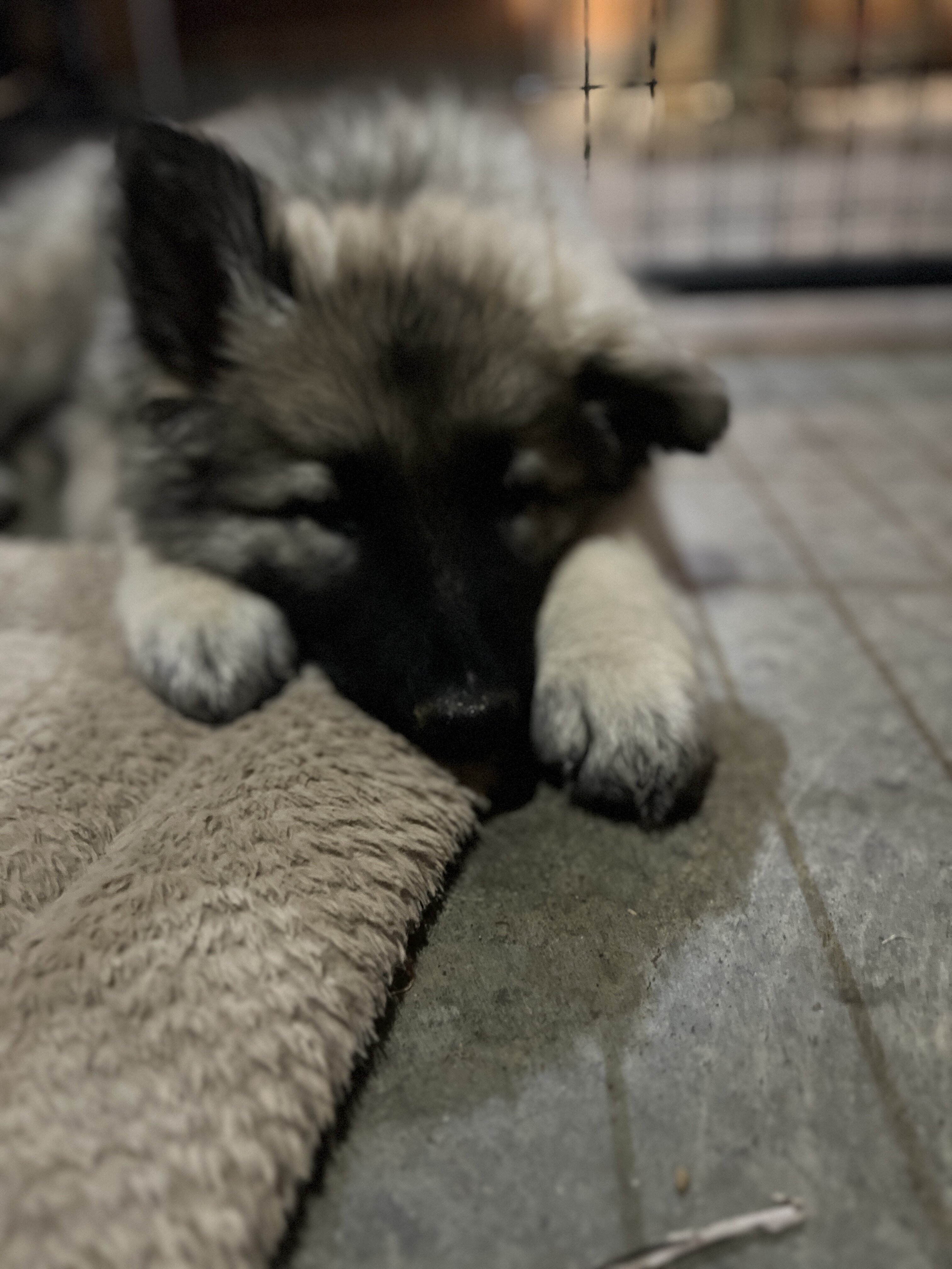 Shiloh Shepherds image 6