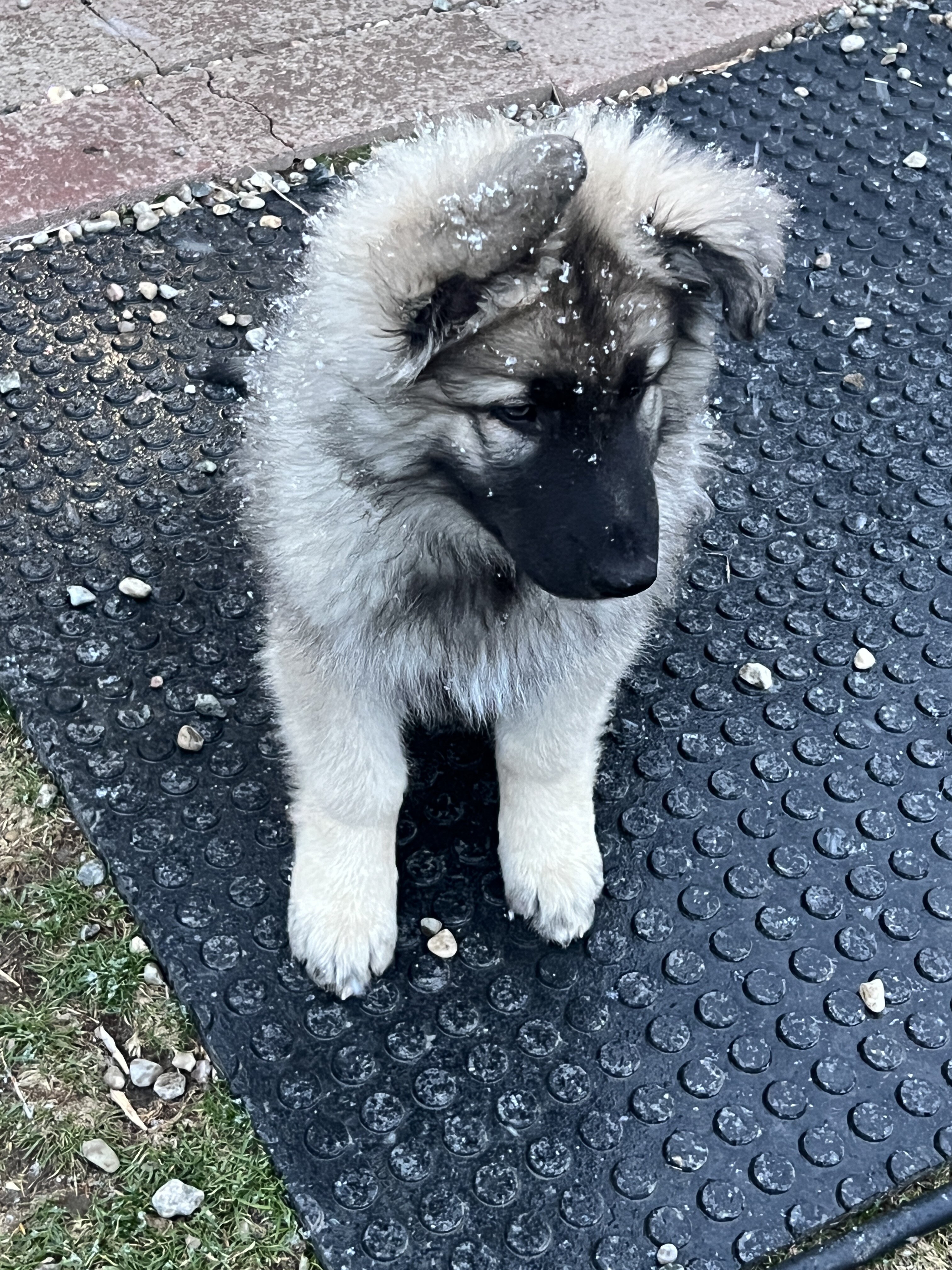 Shiloh Shepherds image 4