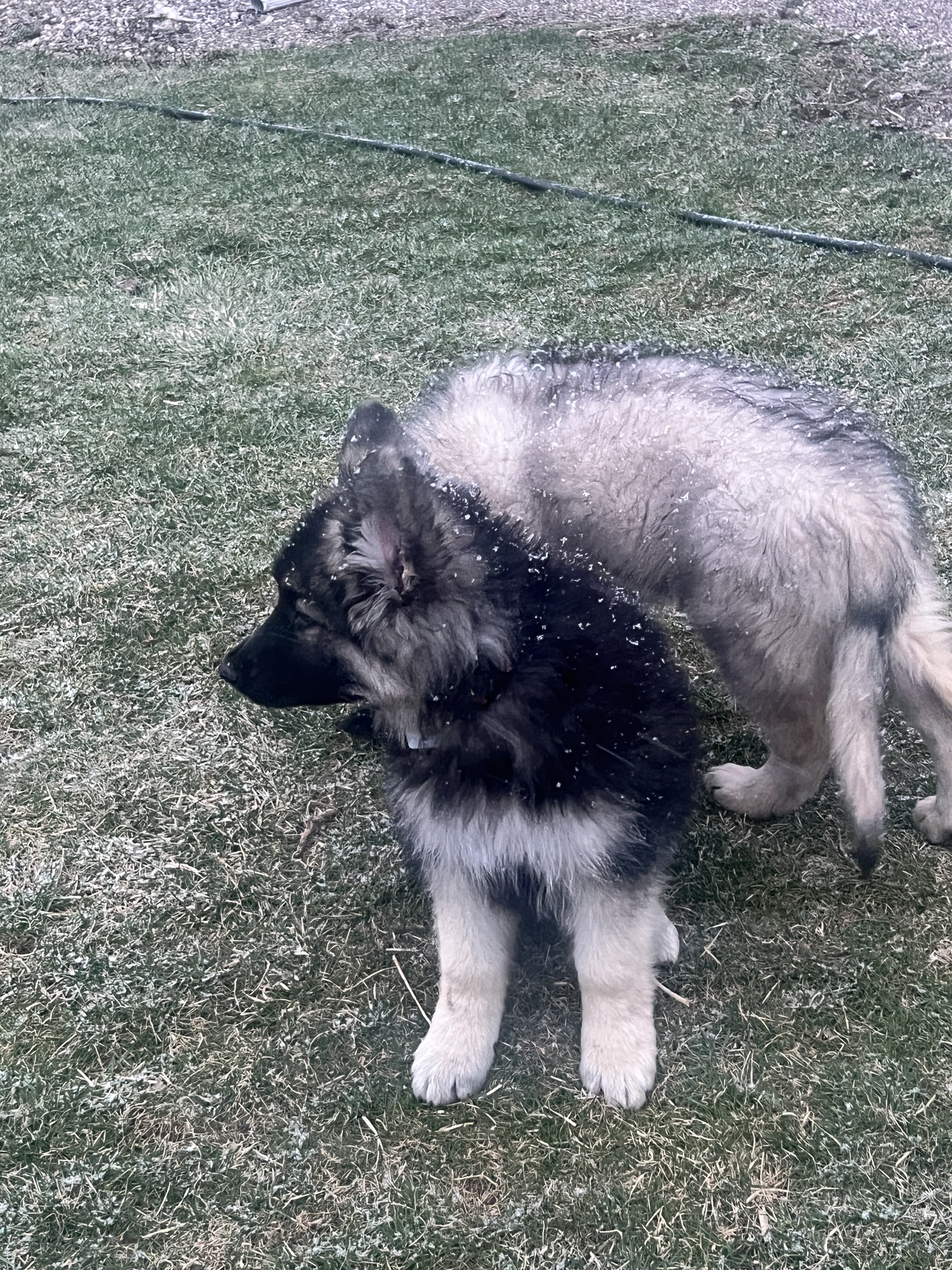 Shiloh Shepherds image 5