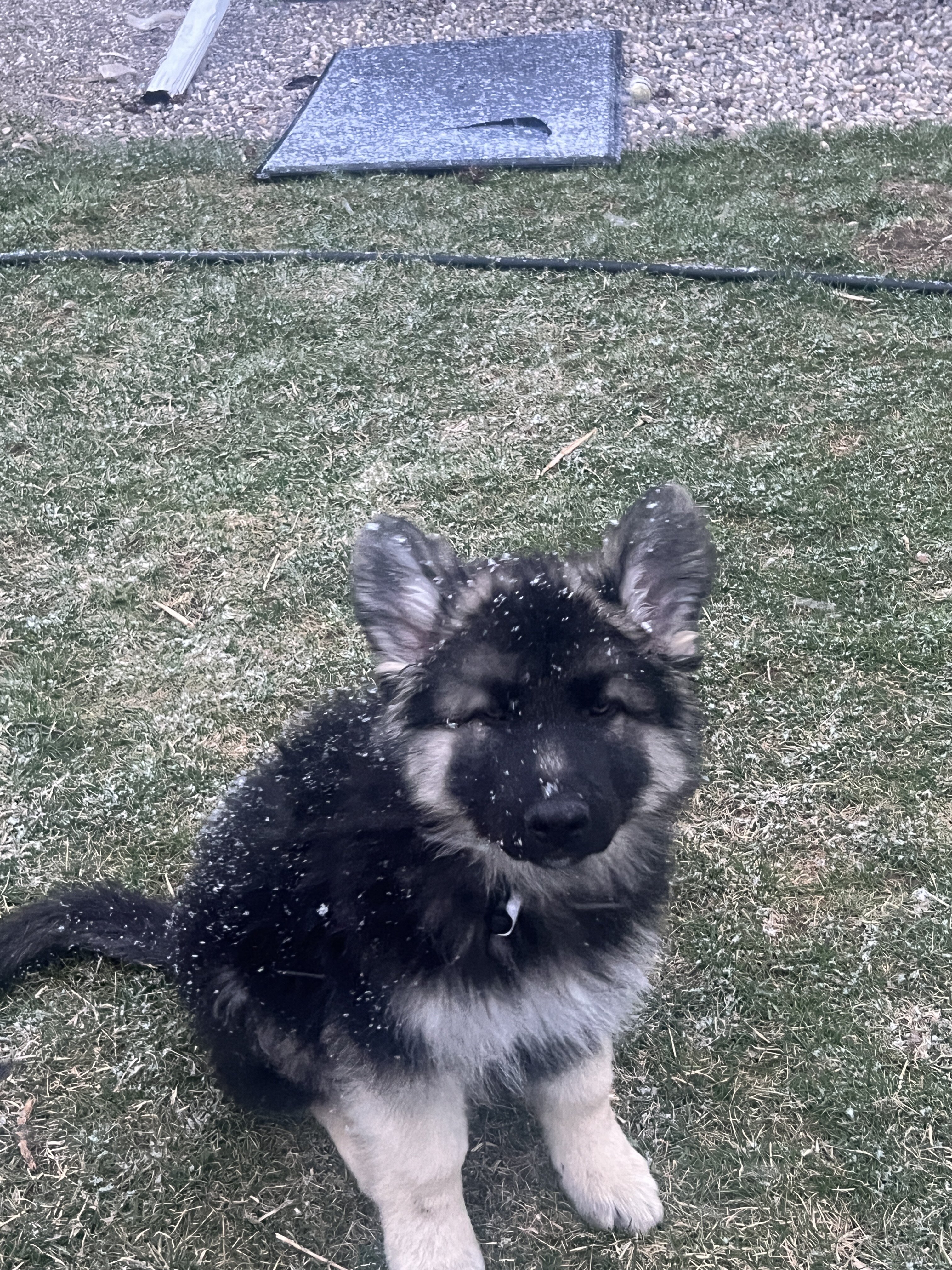 Shiloh Shepherds image 3