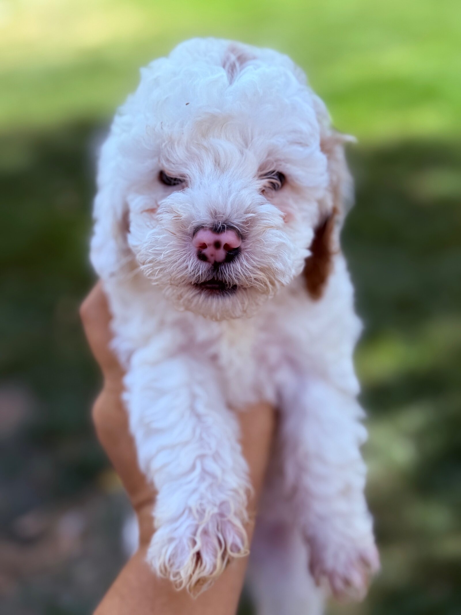 Poodles image 4