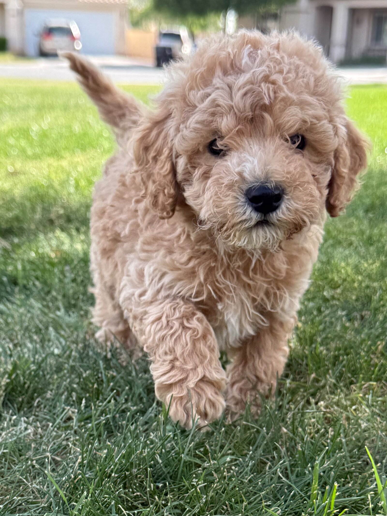 Poodles image 1