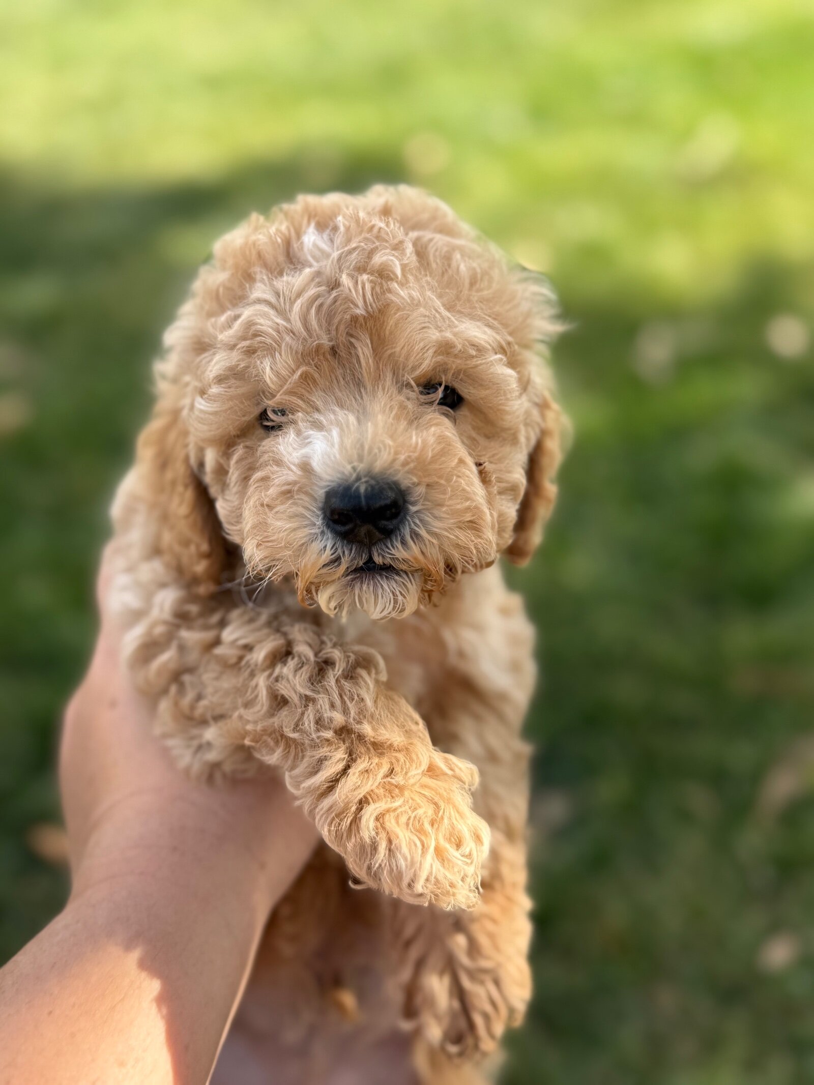 Poodles image 2