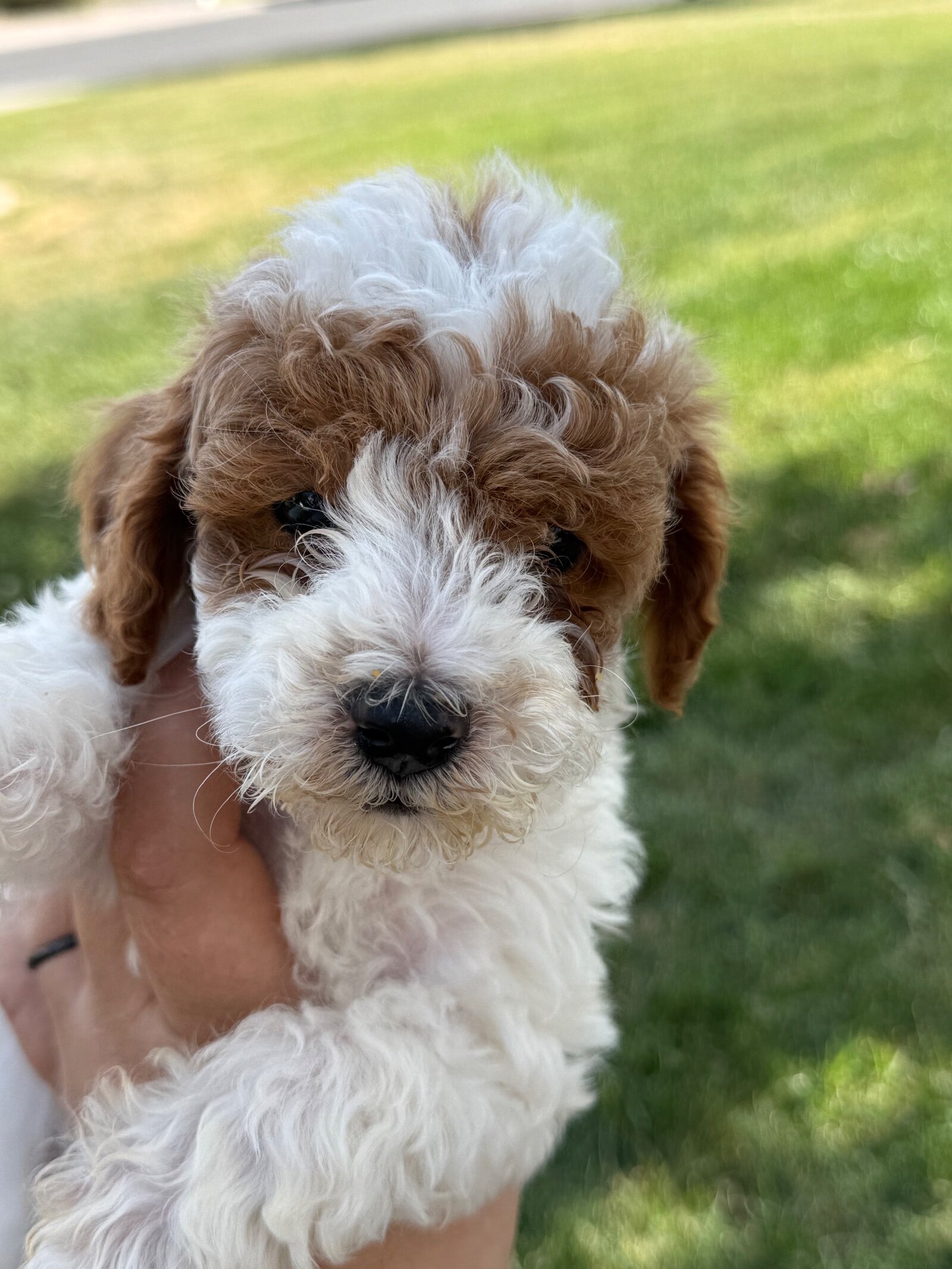 Poodles image 3