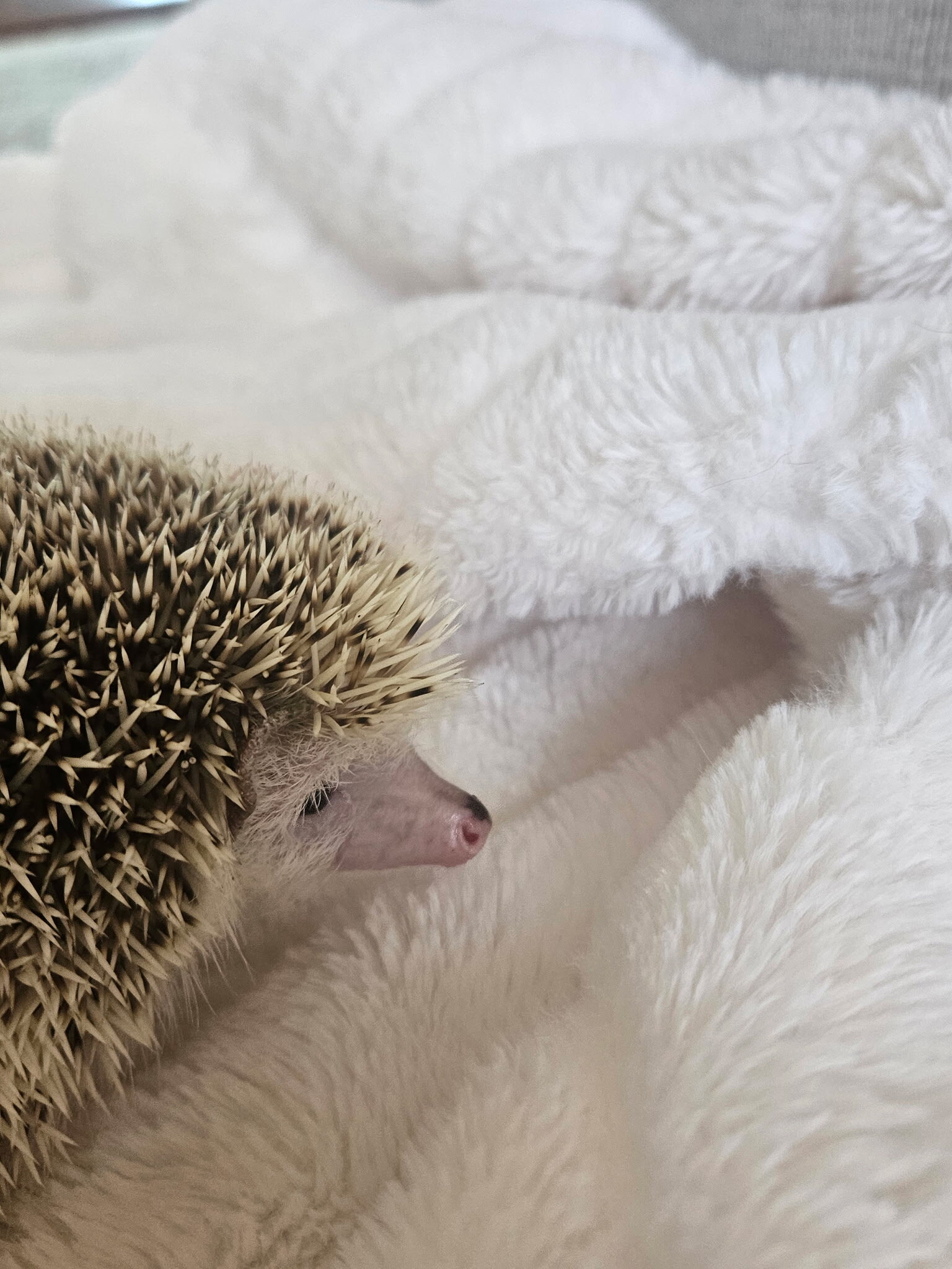 Hedgehog and Enclosure For Sale image 4