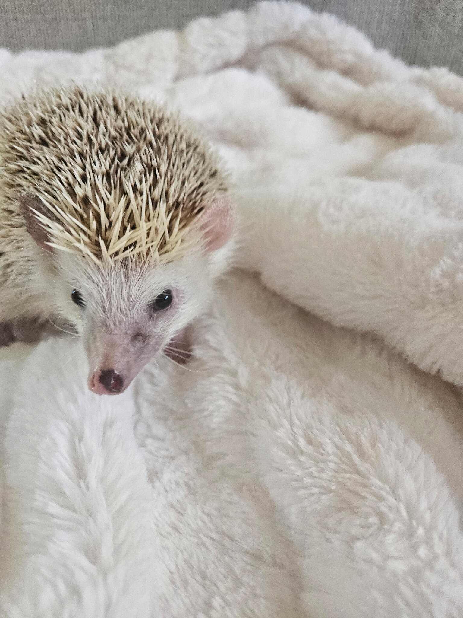 Hedgehog and Enclosure For Sale image 1