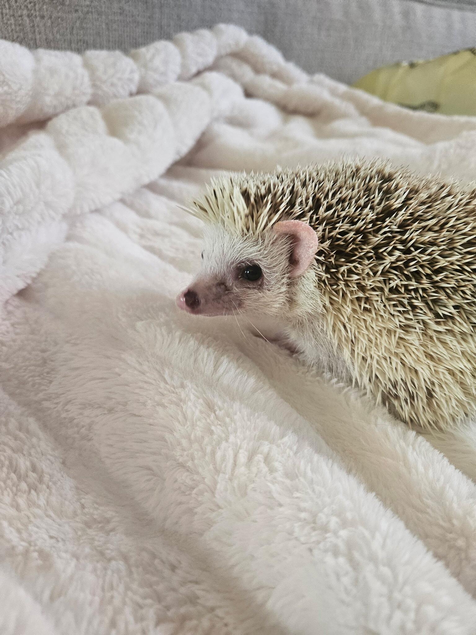 Hedgehog and Enclosure For Sale image 2