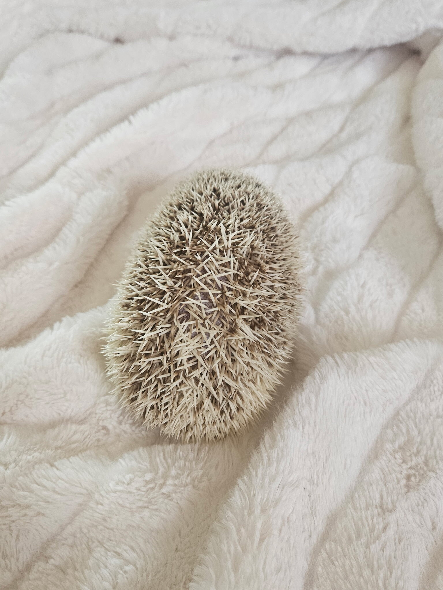 Hedgehog and Enclosure For Sale image 3